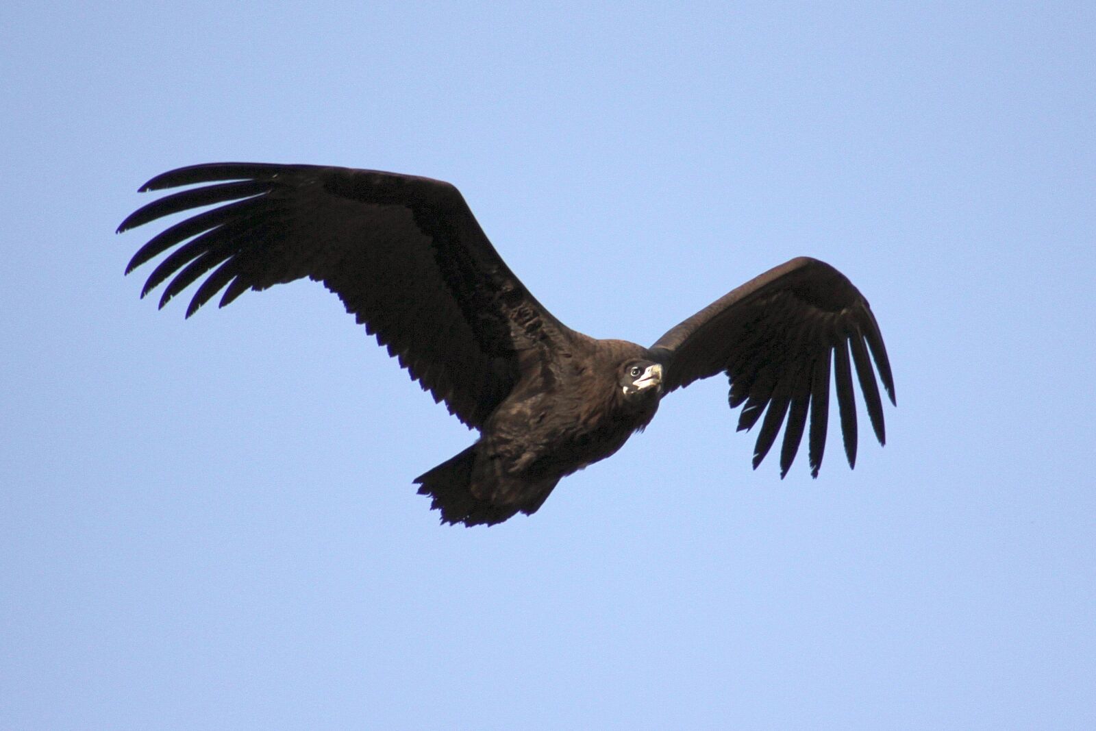 Canon EF 75-300mm f/4-5.6 USM sample photo. Nature, eagle, wing photography