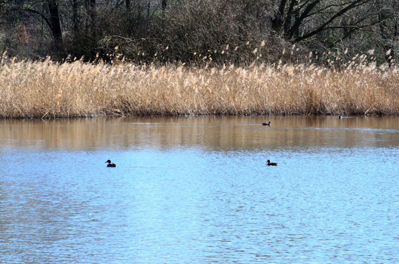 Nikon D5100 sample photo. Lake, nature, reed photography