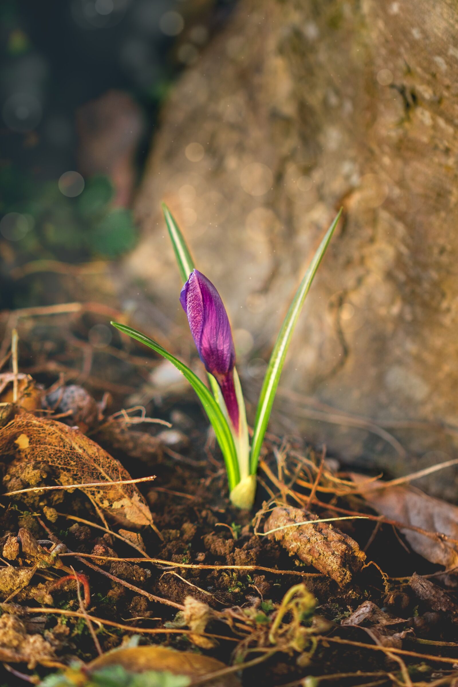 Canon EOS 70D sample photo. Nature, plant, flower photography