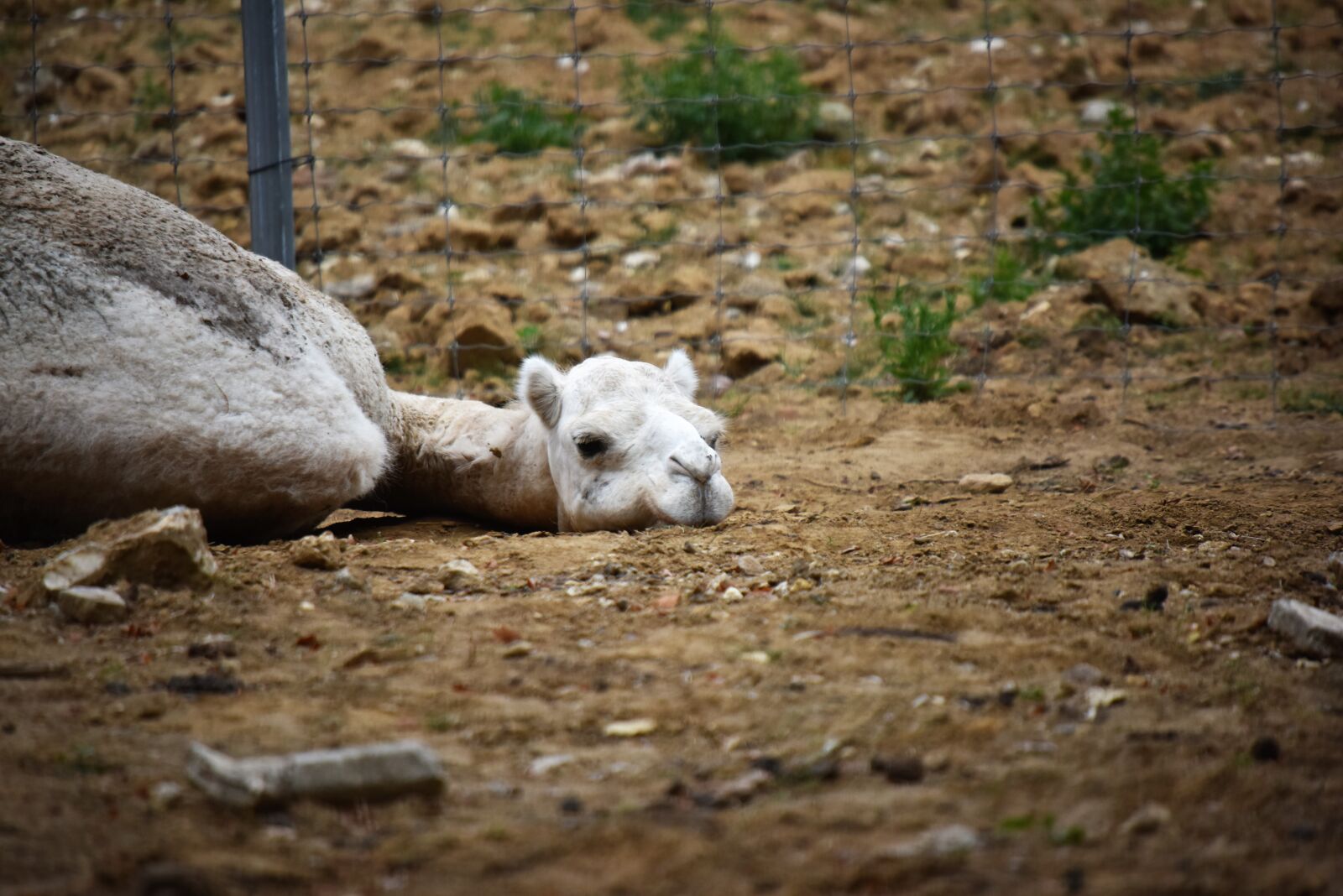 Nikon D810 sample photo. Camel, africa, desert photography