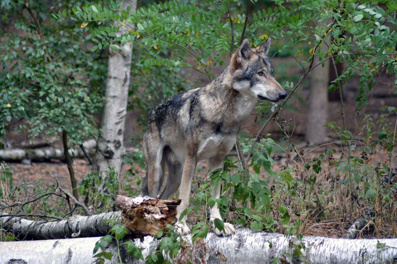 Nikon D5200 sample photo. Wolf, close up, forest photography