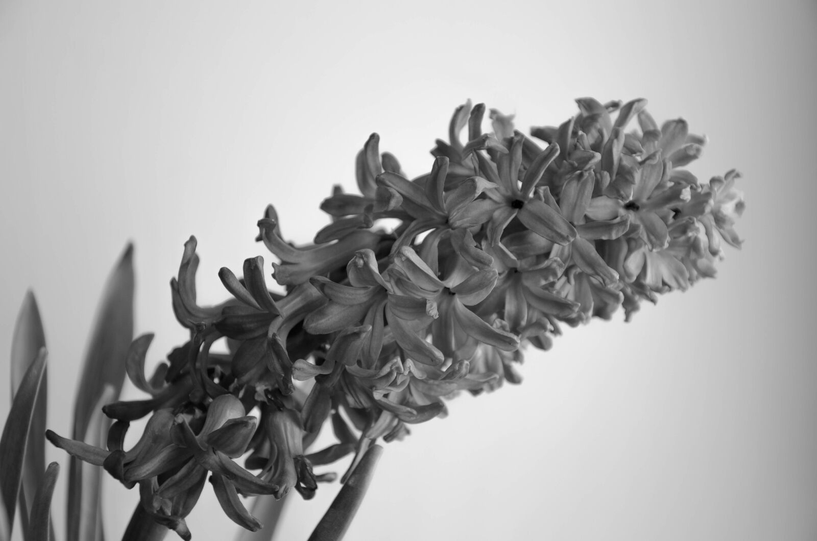 Nikon D5100 sample photo