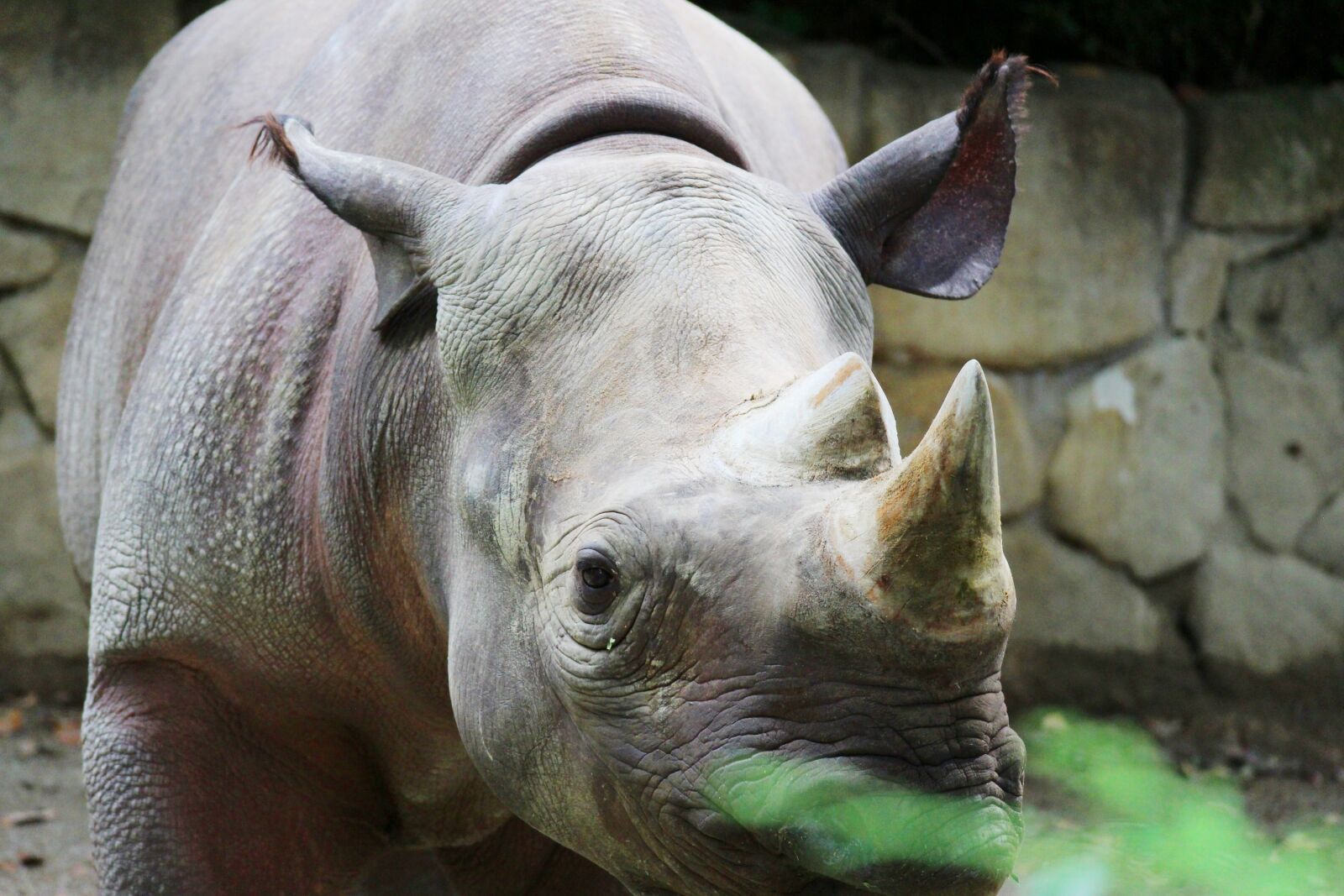 Canon EOS M2 sample photo. Sai, animal, zoo photography