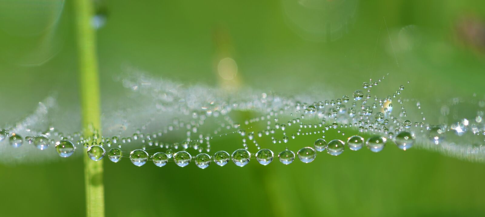 Nikon D5100 sample photo. Cobweb, drip, drop of photography