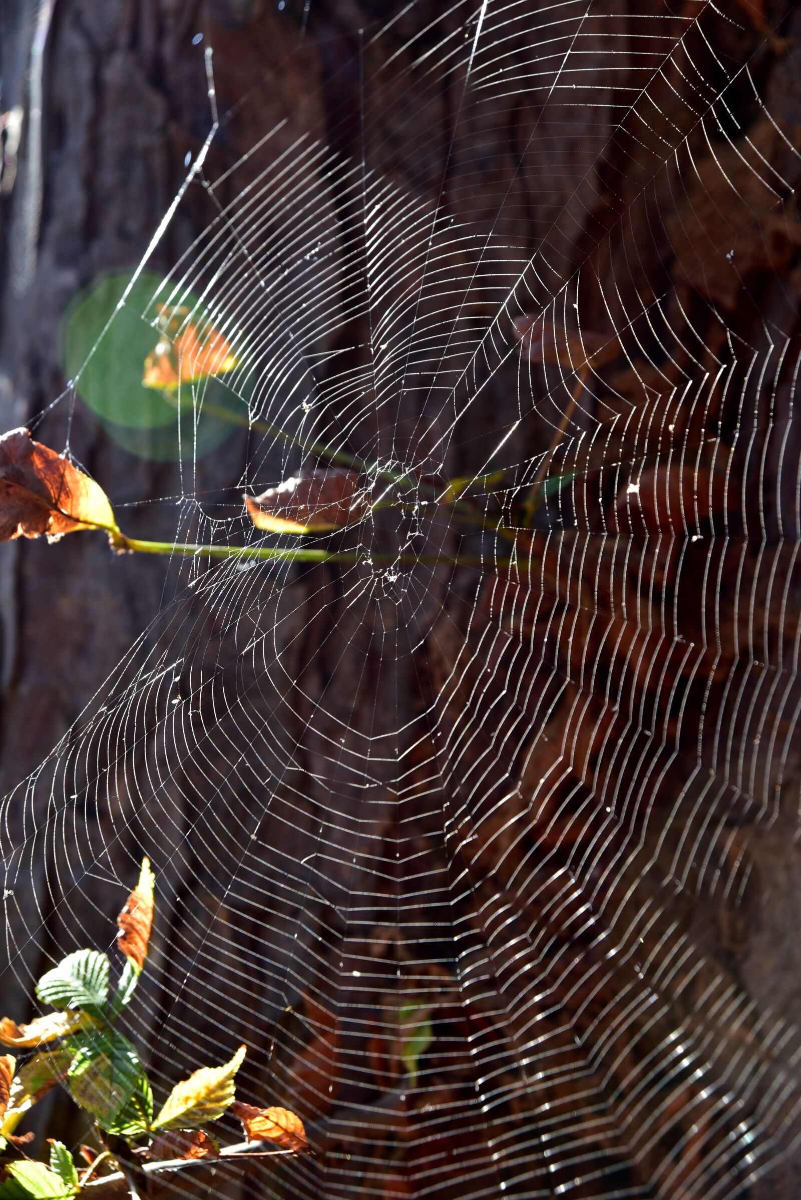 Nikon D750 sample photo. Cobweb, tree, nature photography