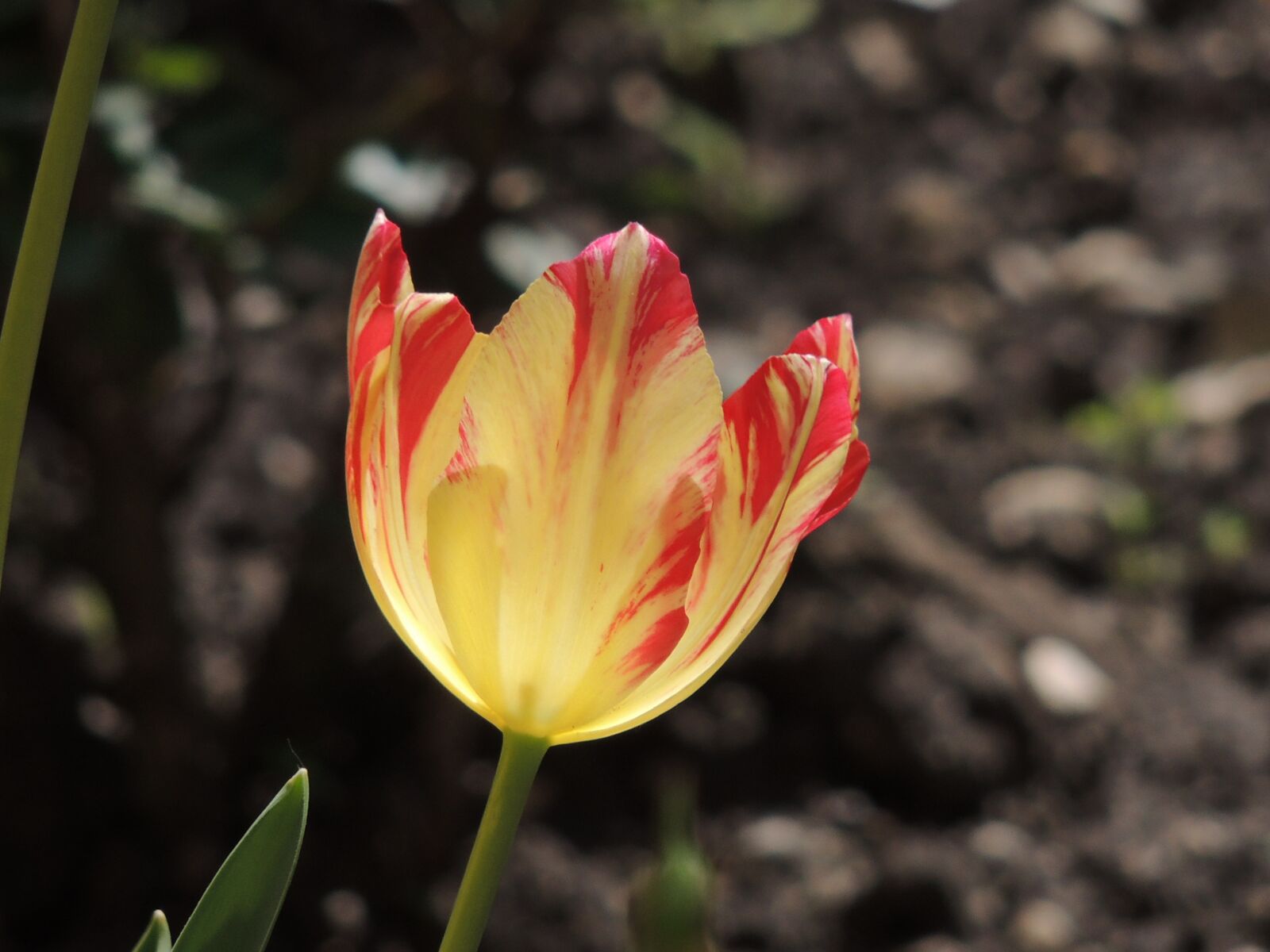 Nikon Coolpix P510 sample photo. Spring, tulips, petals photography