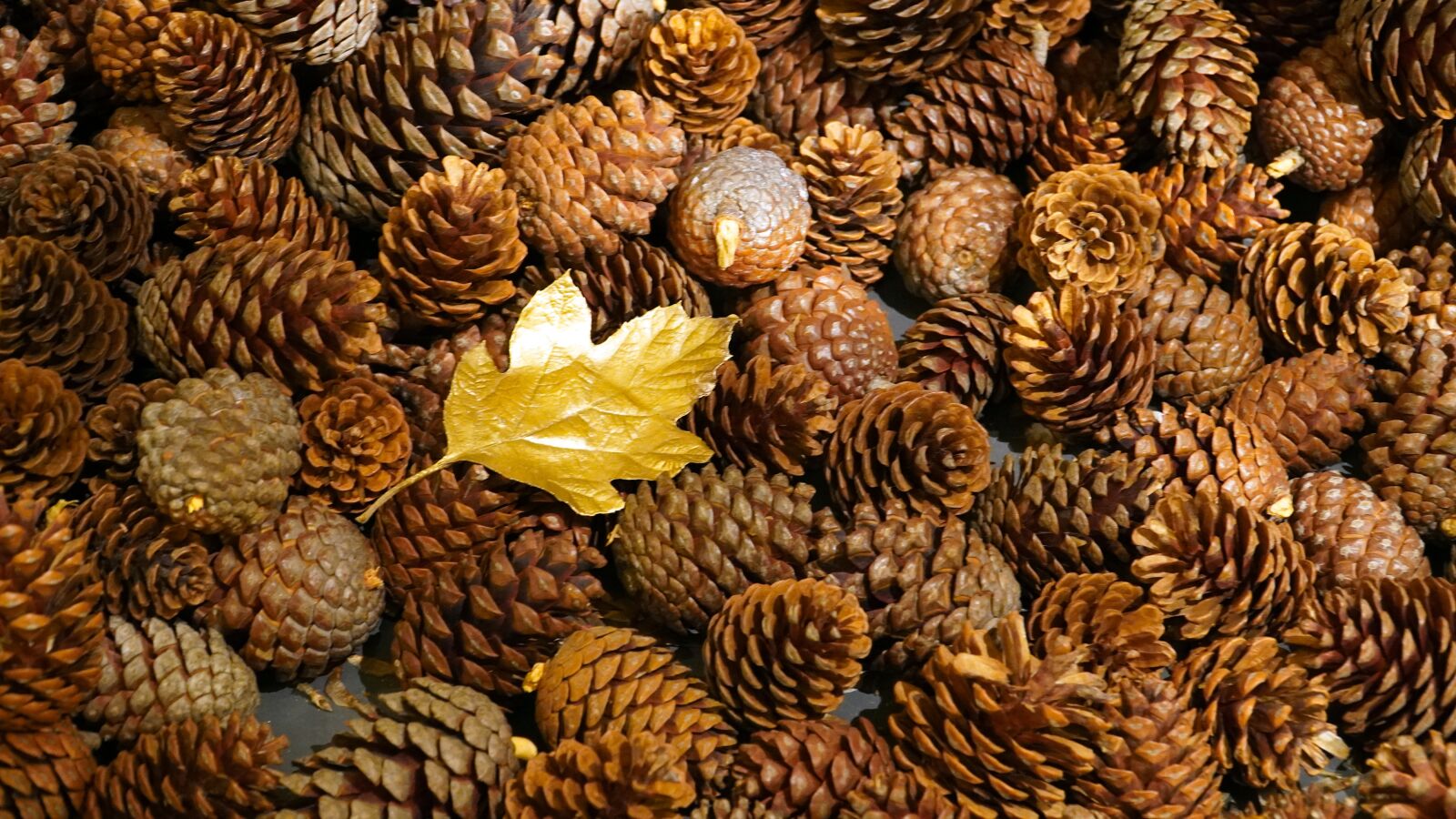 Sony E PZ 18-105mm F4 G OSS sample photo. Pine cones, christmas, advent photography