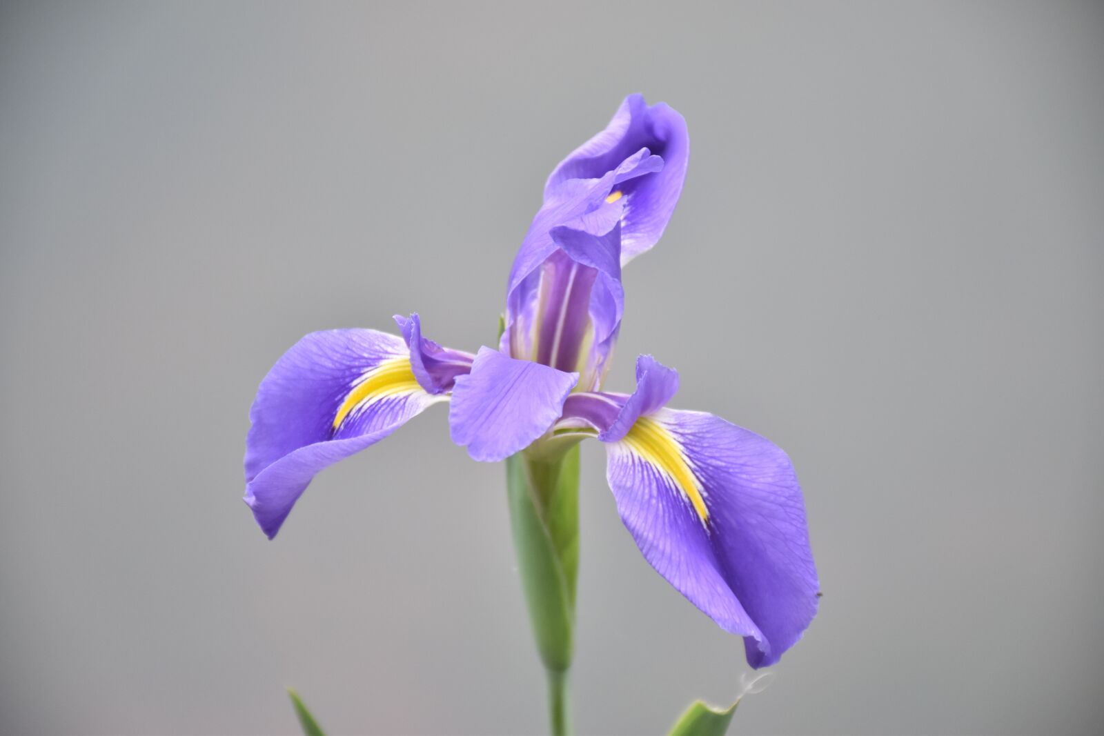 Nikon D5500 sample photo. Flower, nature, plant photography