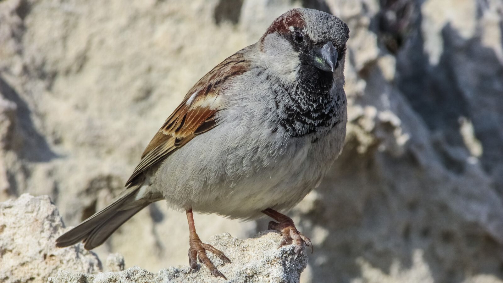 Canon PowerShot SX400 IS sample photo. Sparrow, bird, nature photography