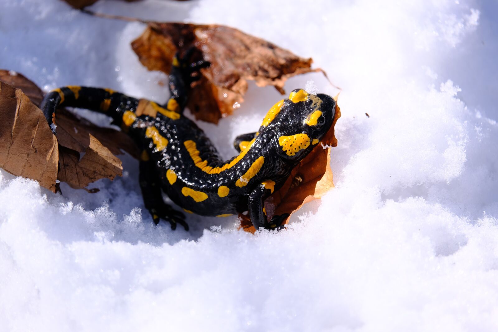 Fujifilm XF 55-200mm F3.5-4.8 R LM OIS sample photo. Fire salamander, salamander, newt photography