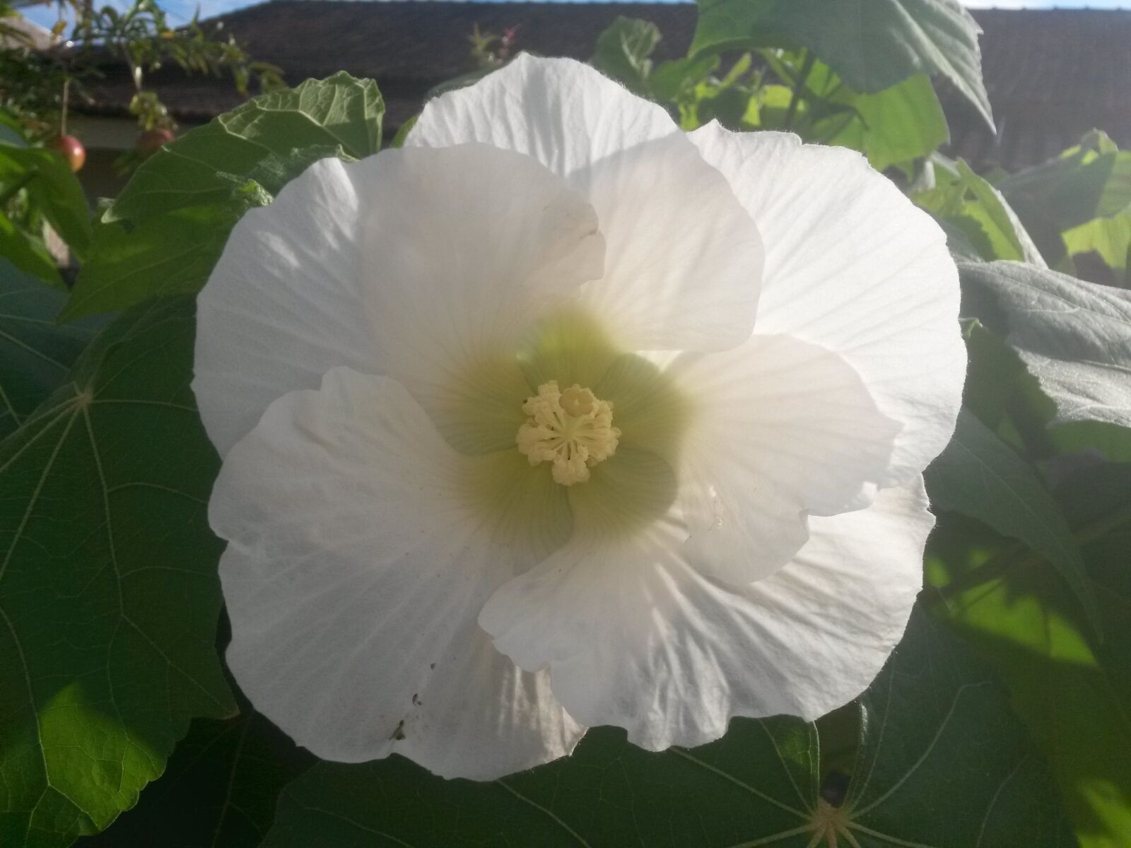 Samsung Galaxy S4 Mini sample photo. Plant, nature, flower photography