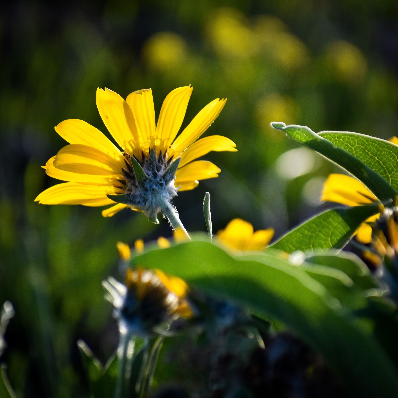 Nikon D3400 sample photo. Plant, nature, spring photography