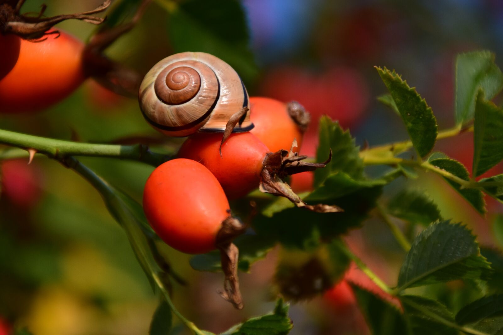 Nikon D3300 sample photo. Rose hip, ripe, forest photography
