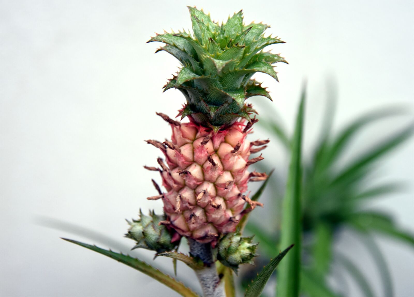 Nikon D3400 sample photo. Pineapple, juicy, organic photography