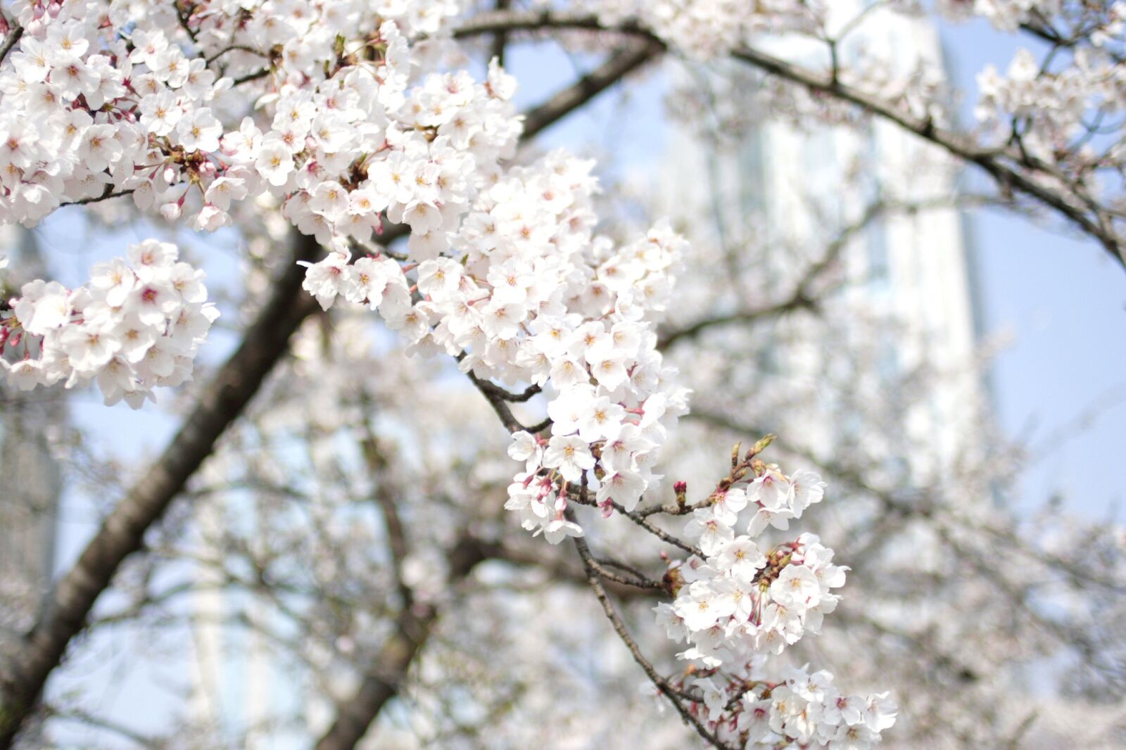 Canon EOS 350D (EOS Digital Rebel XT / EOS Kiss Digital N) sample photo. Cherry flowers, cherry blossoms photography
