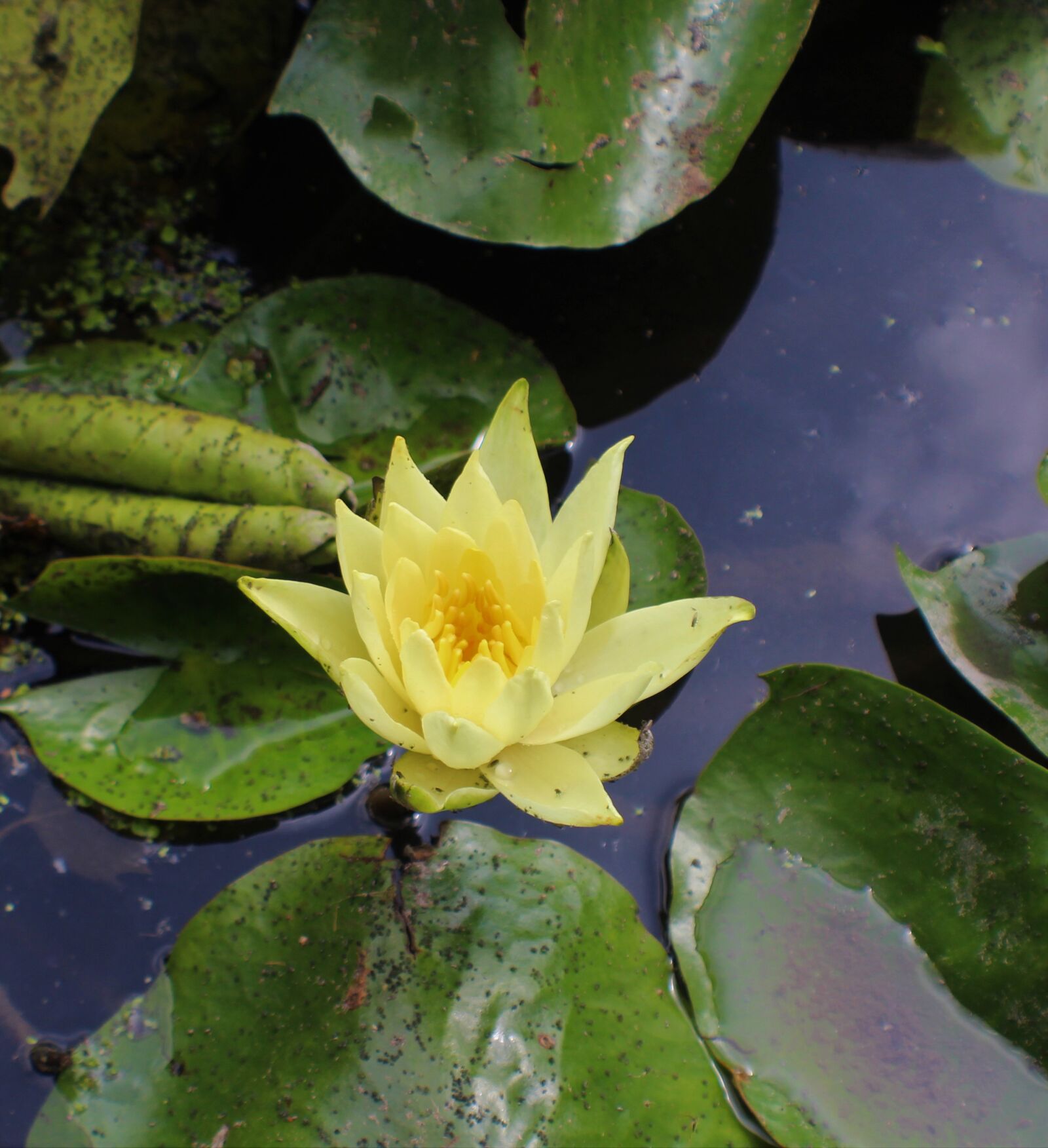 Canon EOS 4000D (EOS Rebel T100 / EOS 3000D) sample photo. Water lily, flower, yellow photography