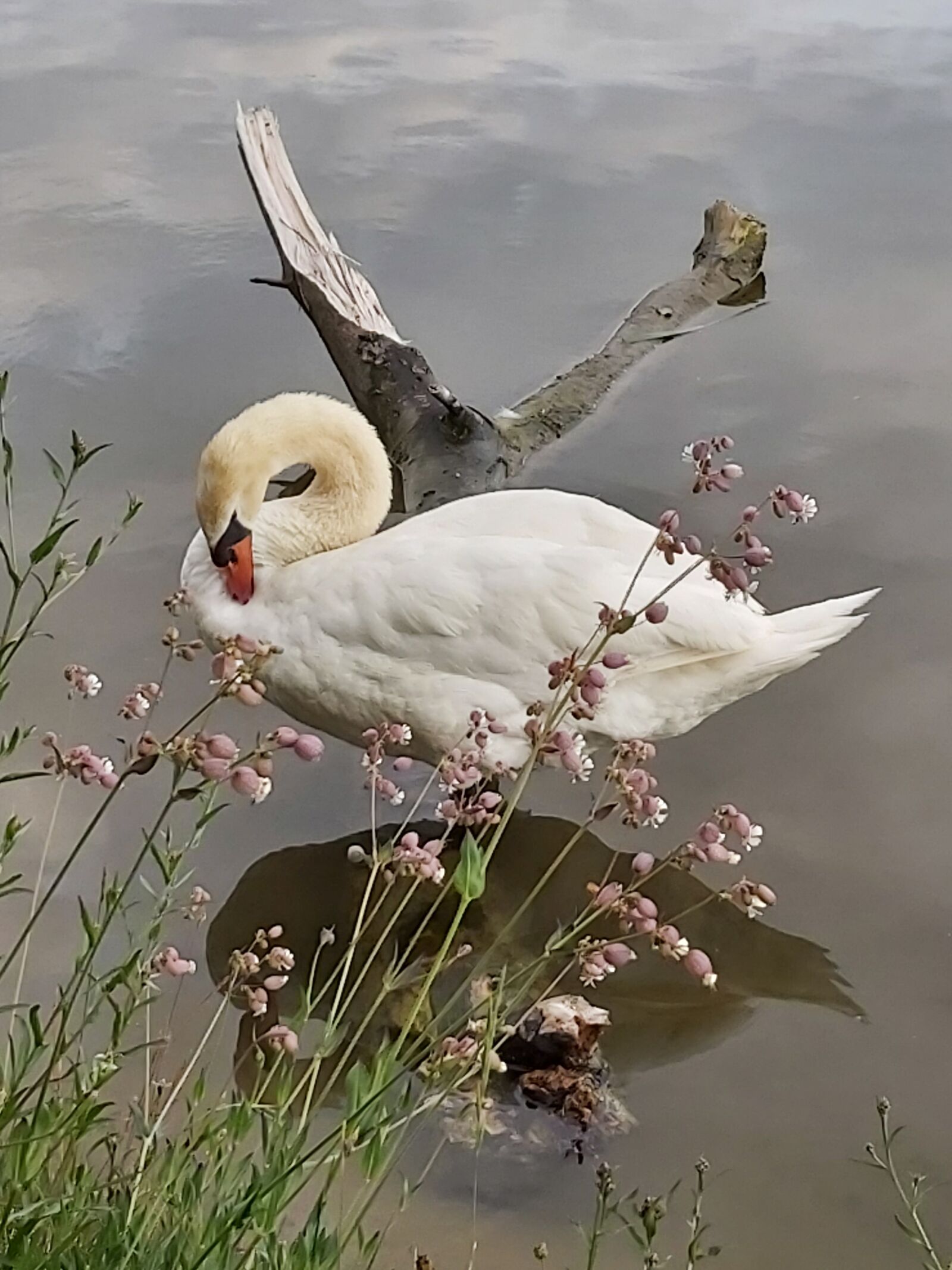 Samsung Galaxy A70 sample photo. Swan, cygnus, mute swan photography