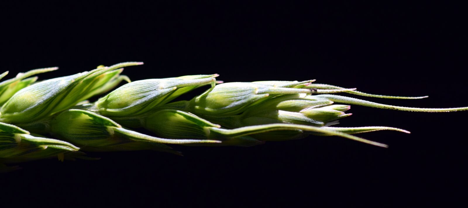 Nikon D3300 sample photo. Grain, ear of corn photography