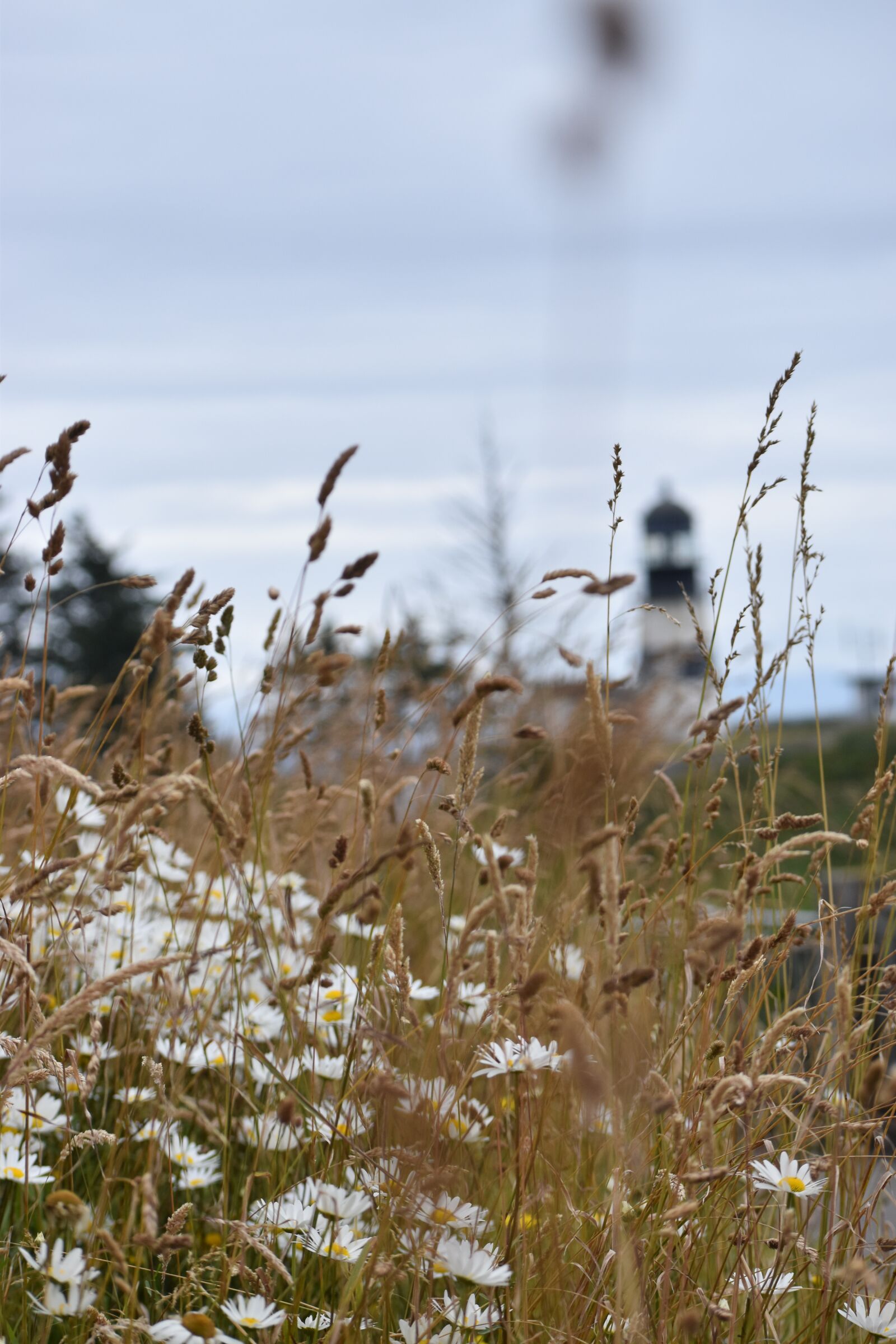 Nikon D3500 sample photo. Flowers, field, meadow photography