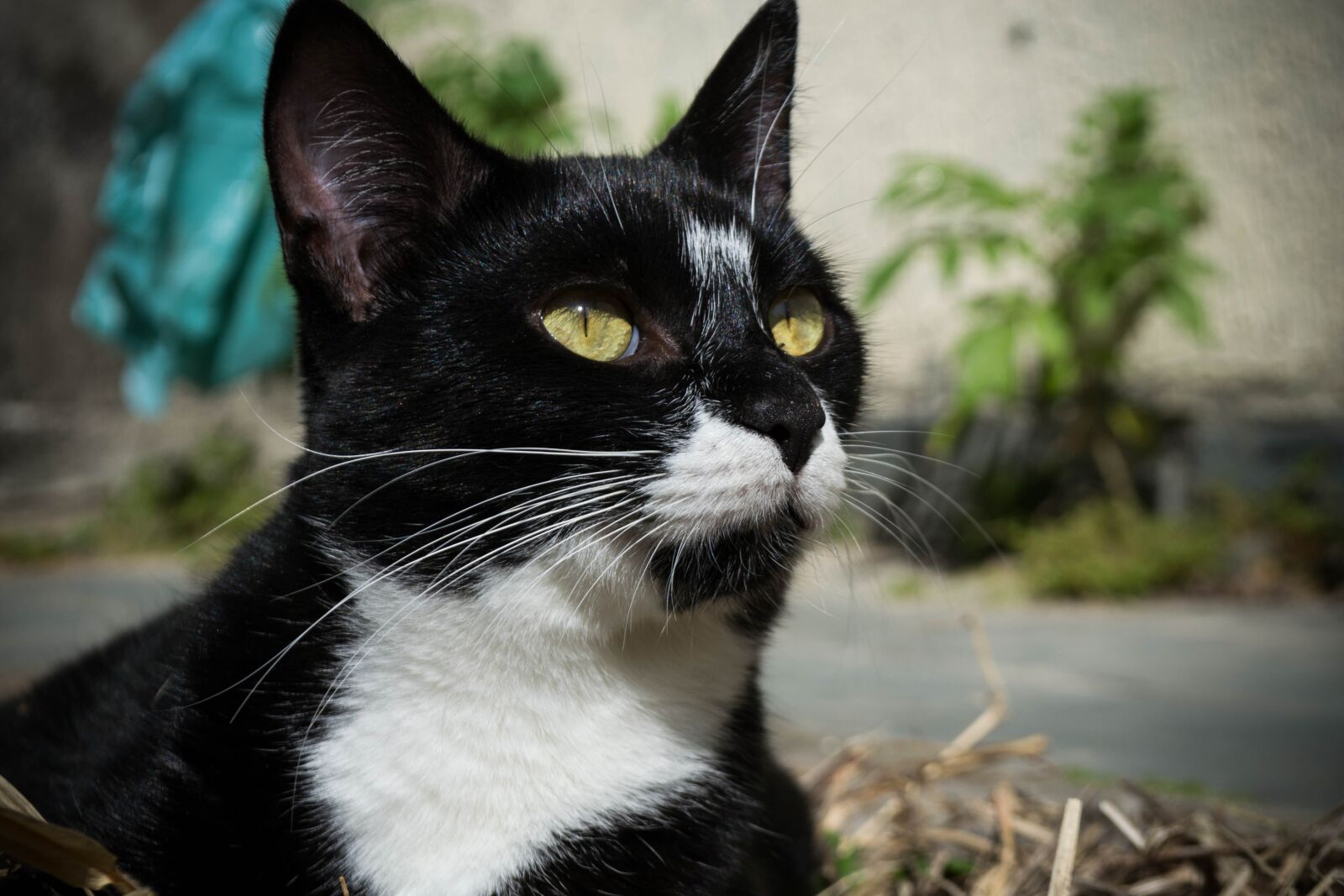 Nikon D3100 sample photo. Cat, pet, domestic photography