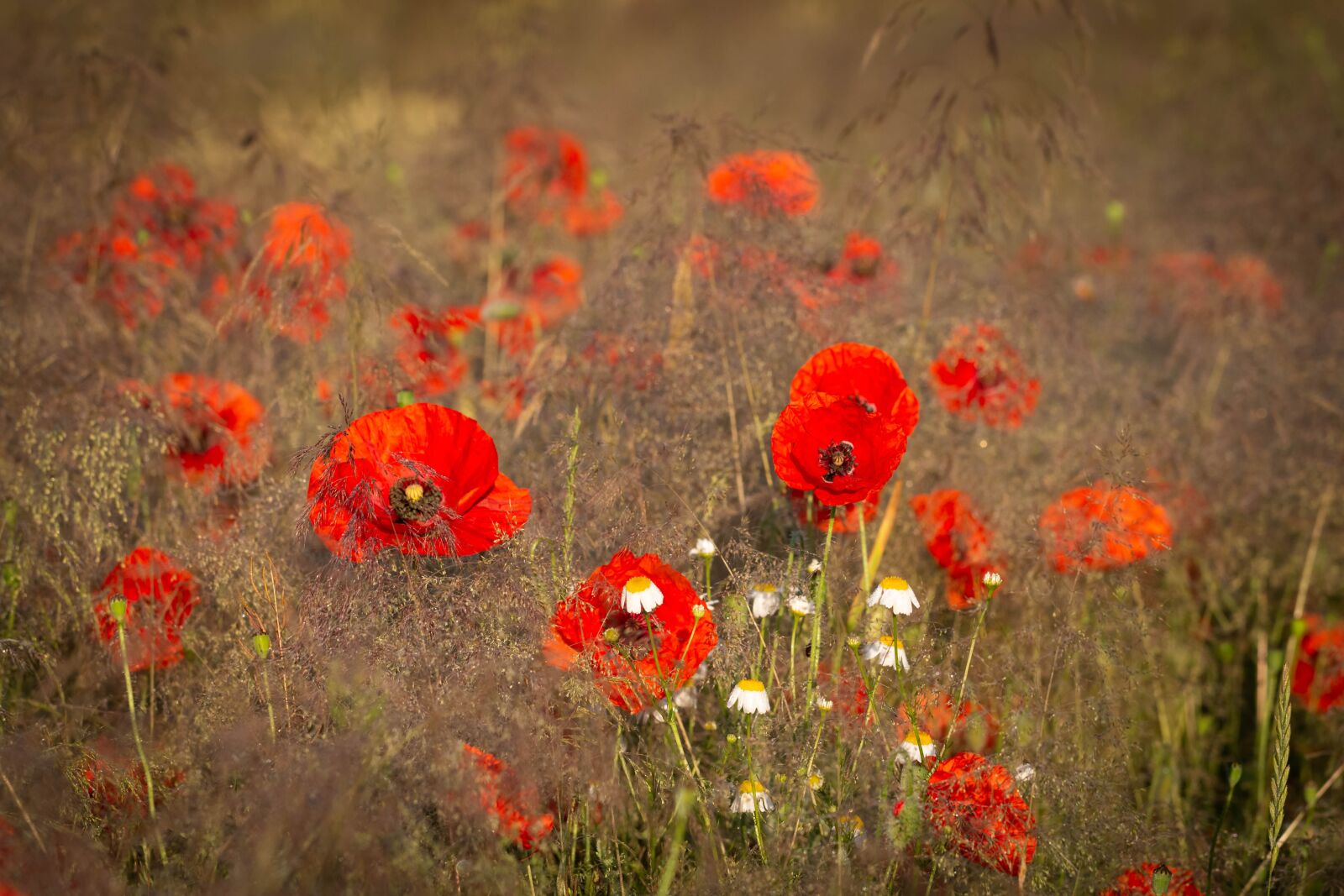 Фотка poppy. Маки на коричневом фоне. Изящество маков. Изображение очень красивых маков. Poppies букет.