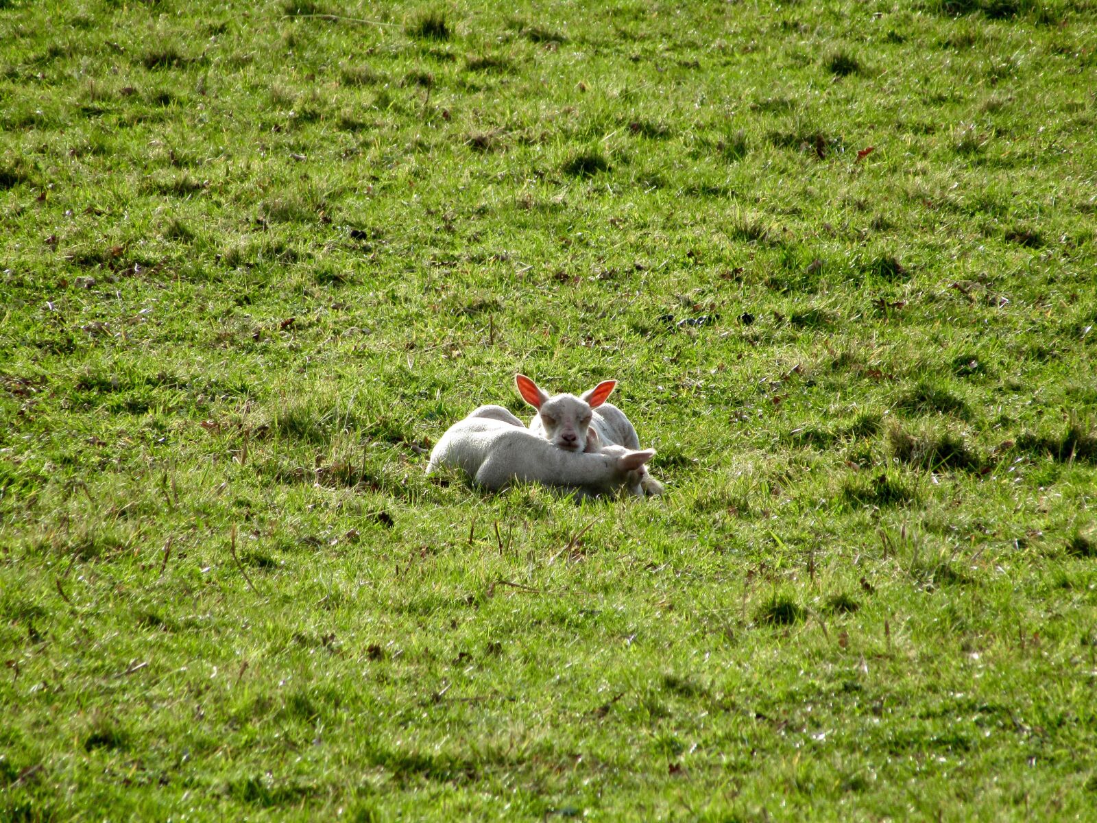 Canon PowerShot SX410 IS sample photo. Lambs, sheep, animals photography