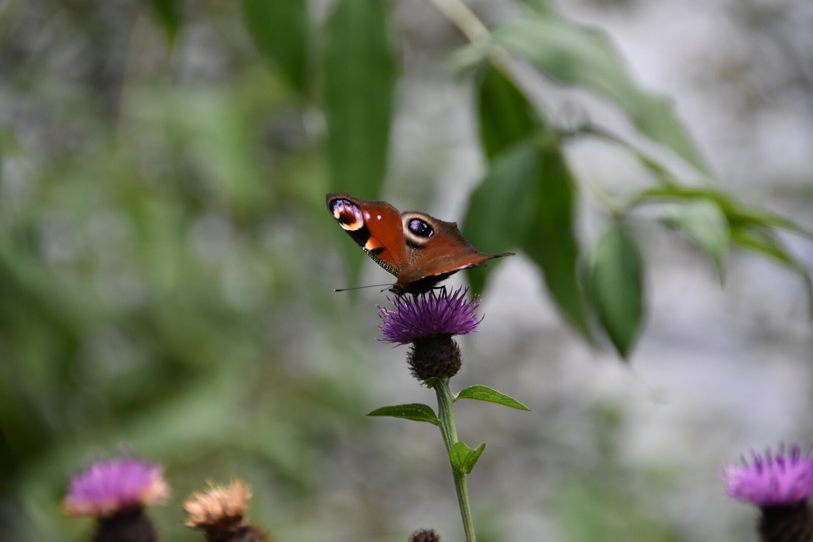 Nikon D5600 sample photo. Peacock butterfly, butterfly, wildlife photography