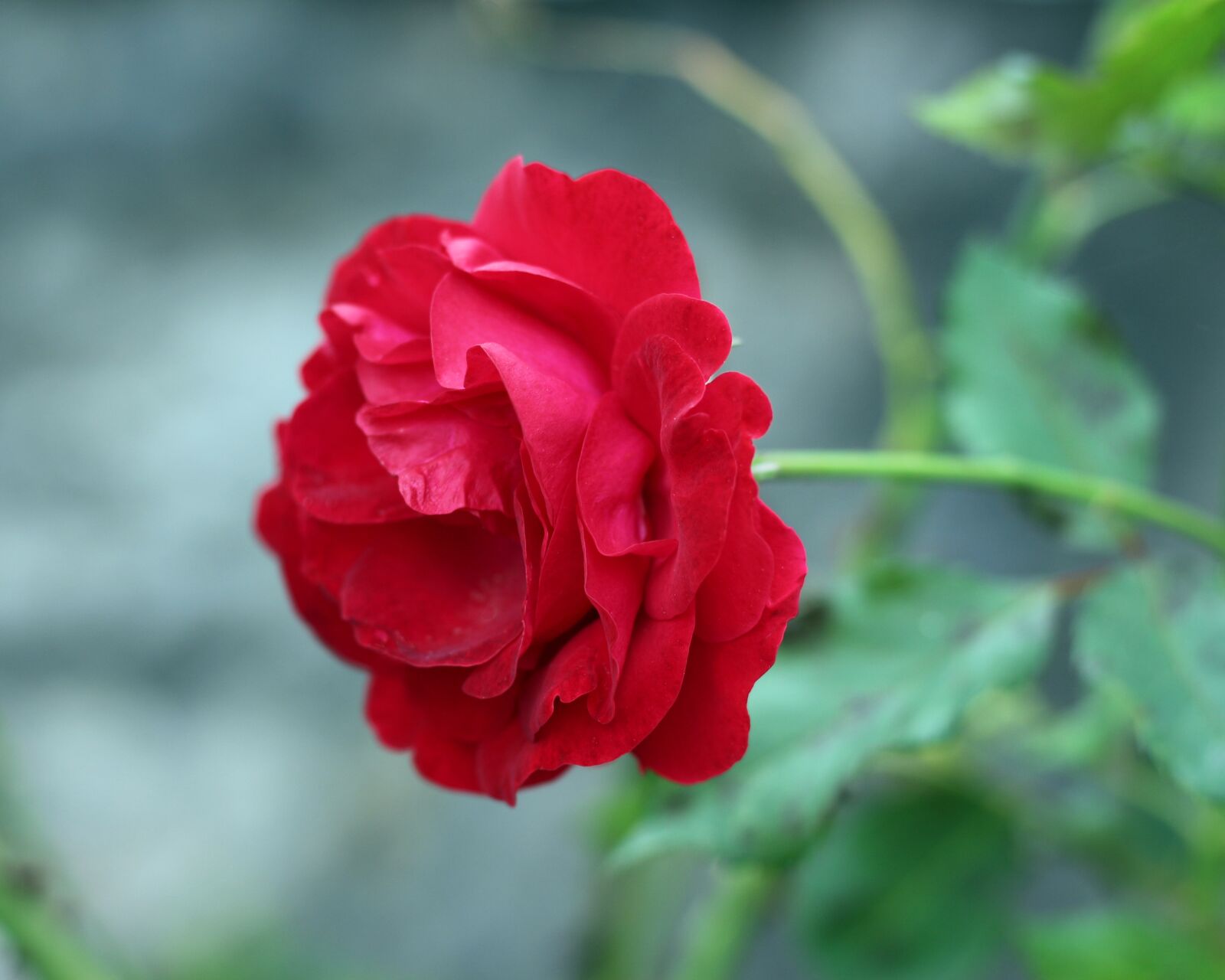 Canon EOS 700D (EOS Rebel T5i / EOS Kiss X7i) sample photo. Red, red rose, flower photography