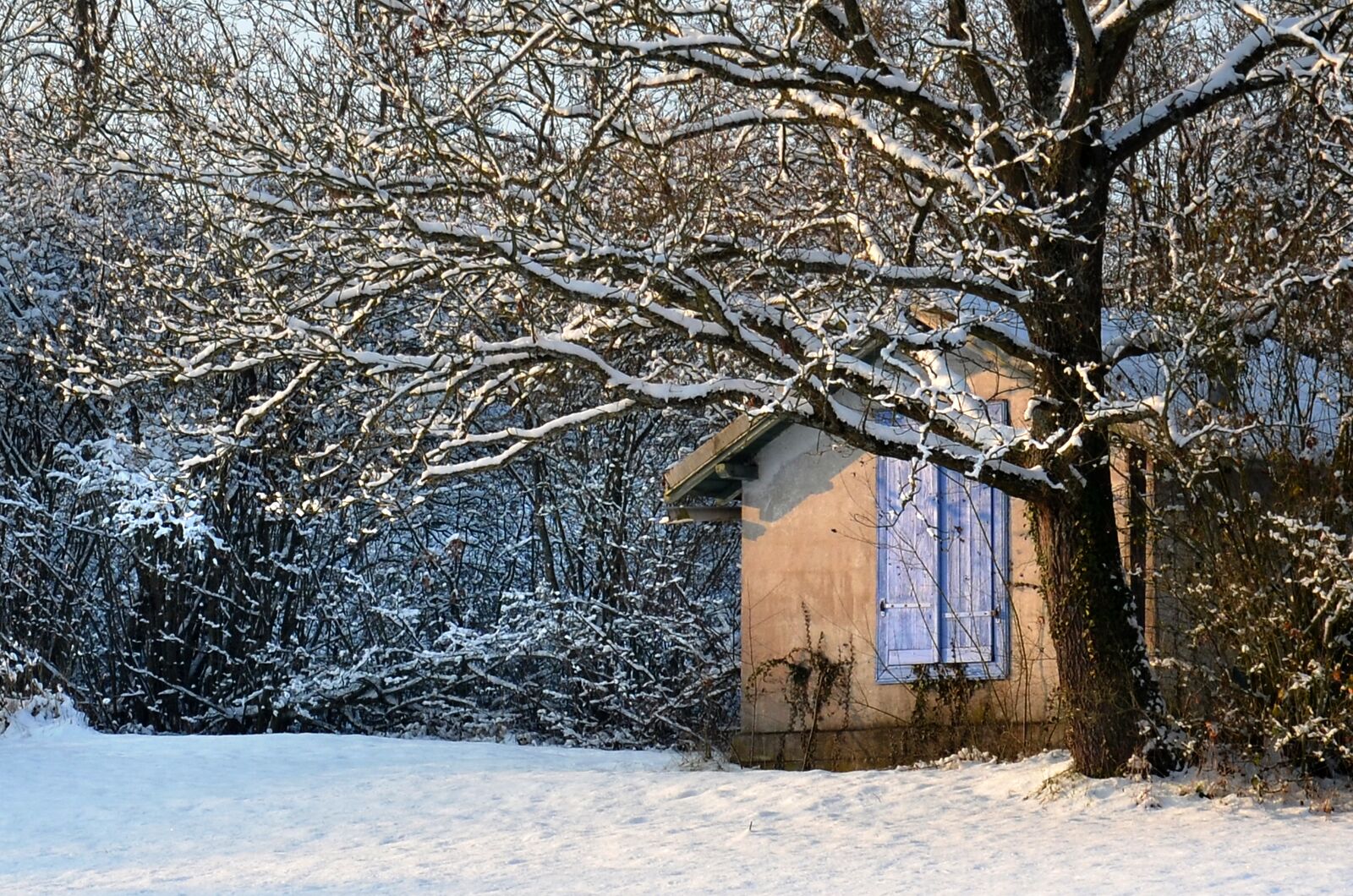 Nikon D5100 sample photo. Winter, snow, cold photography