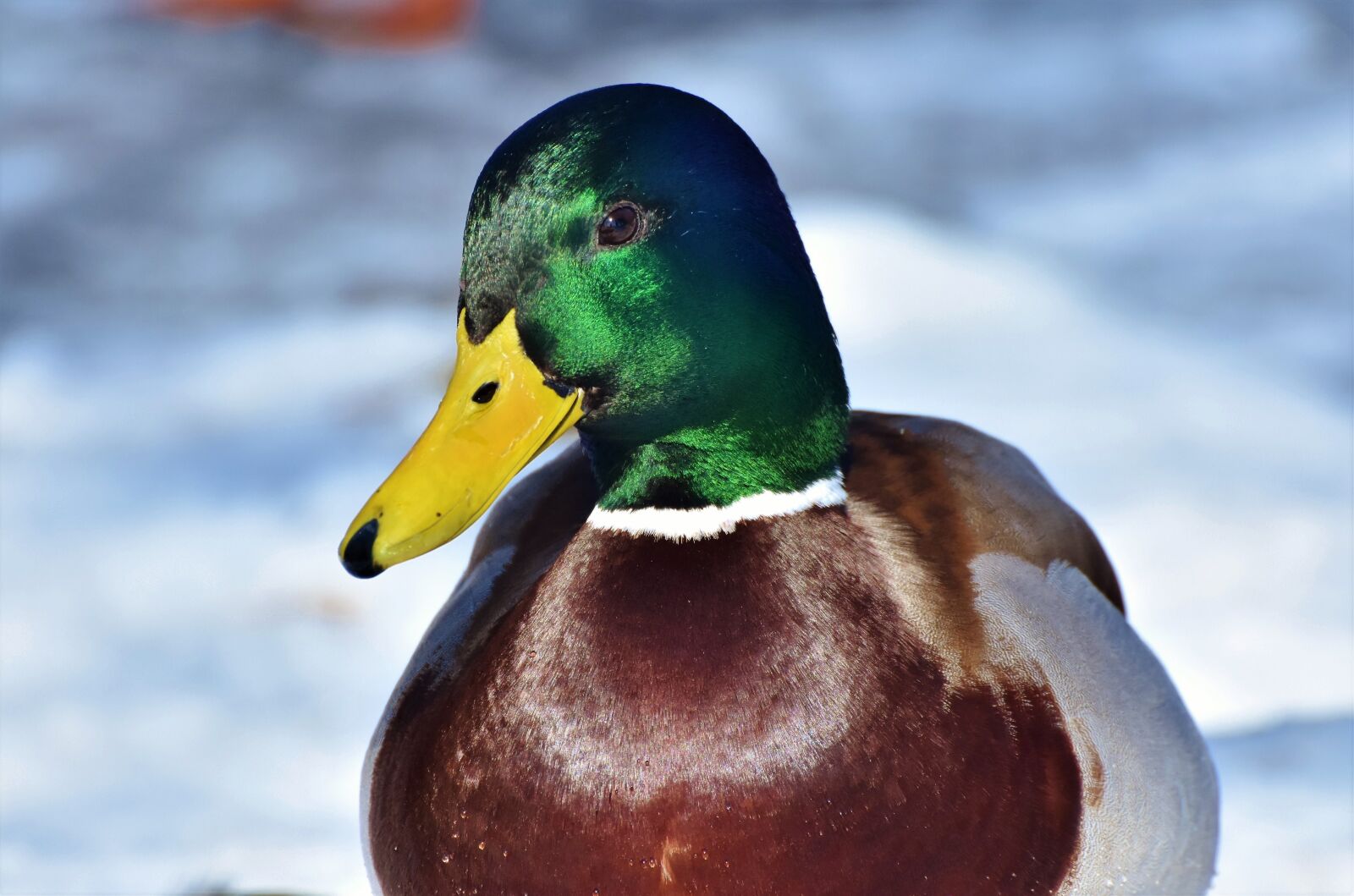 Nikon D7200 sample photo. Duck, drake, water bird photography