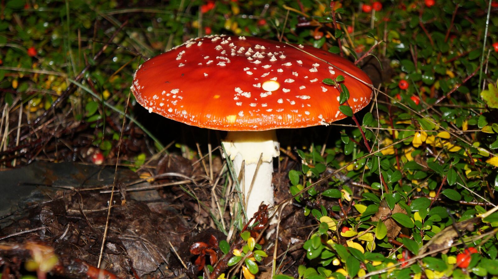 Sony Alpha a3000 sample photo. Fly agaric, toxic, red photography