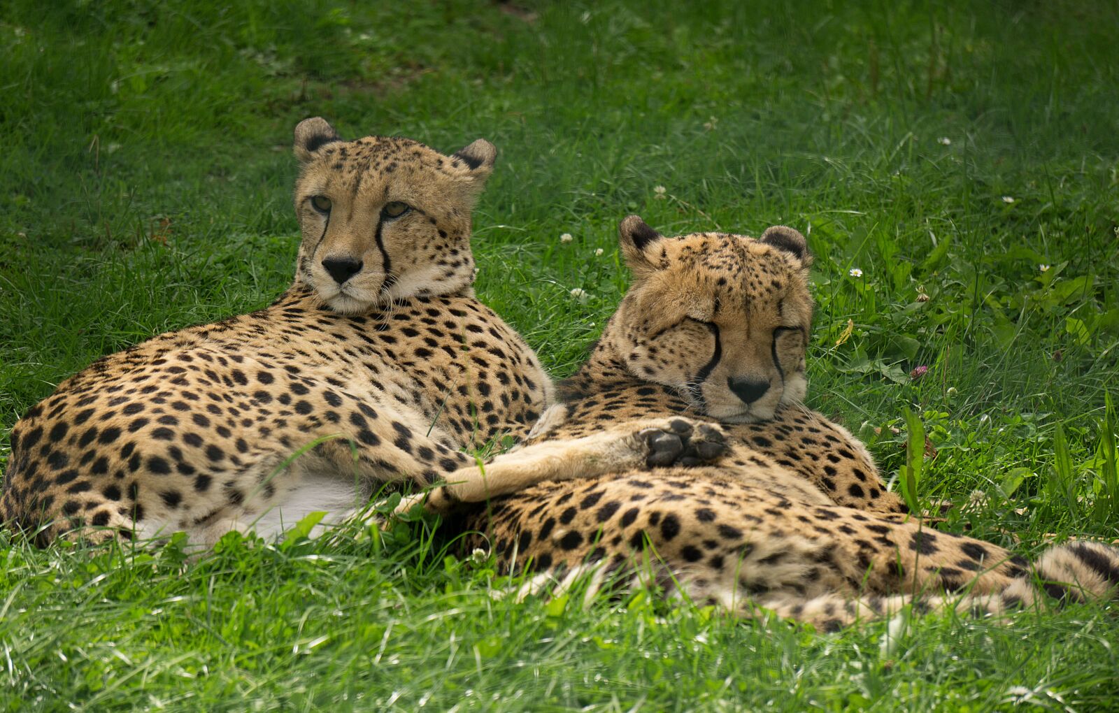 Sony E 55-210mm F4.5-6.3 OSS sample photo. Animal world, mammal, cheetah photography