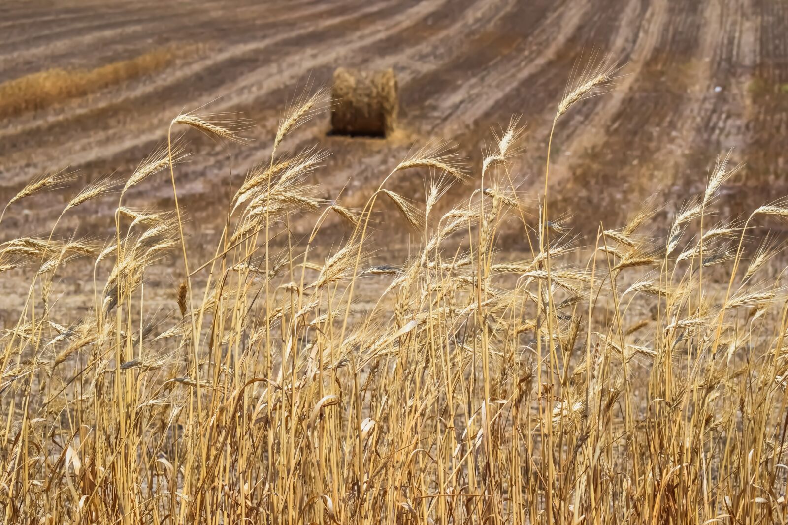 Nikon D3300 sample photo. Barley, plant, agriculture photography