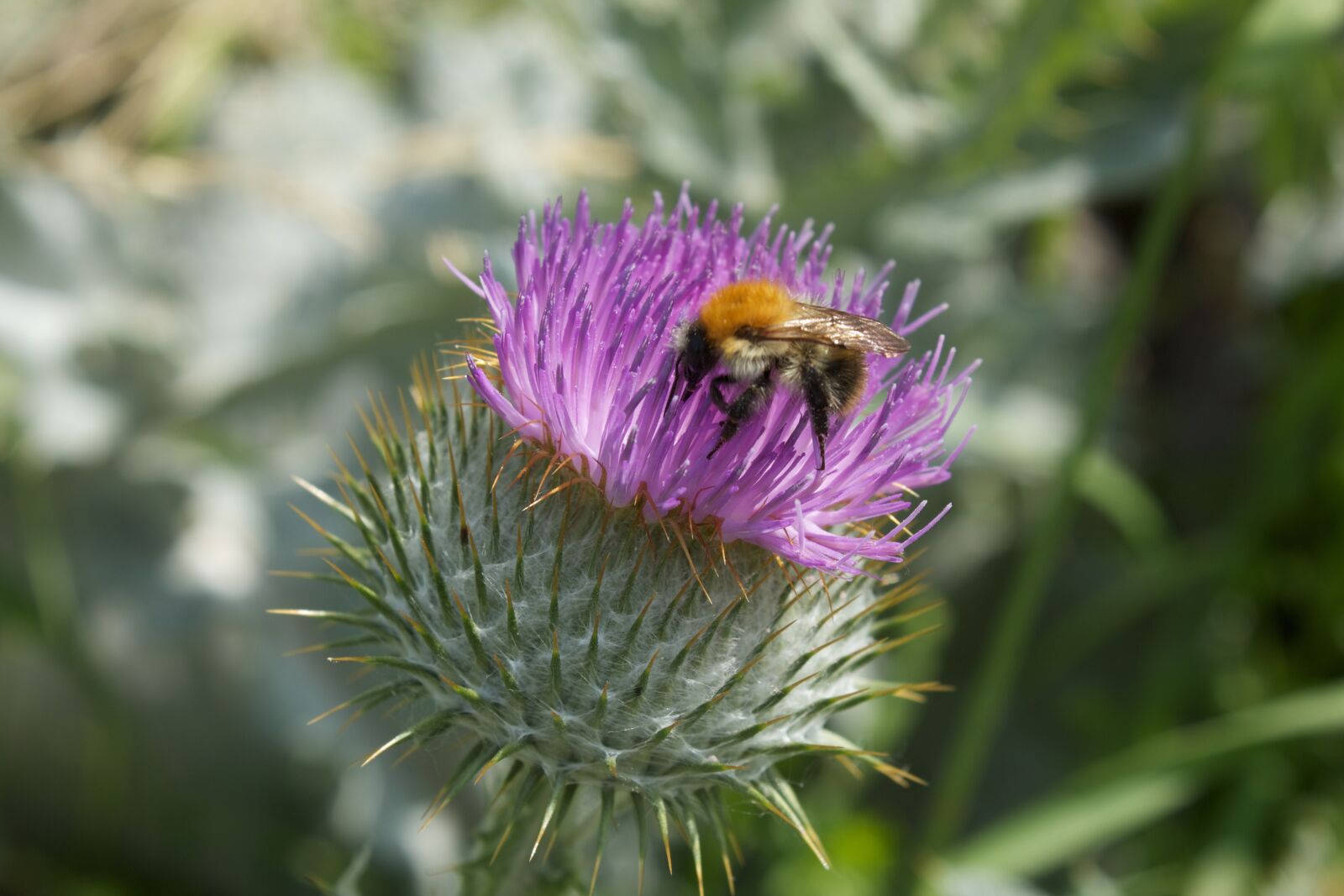 Canon EOS 550D (EOS Rebel T2i / EOS Kiss X4) sample photo. Thistle flower, hummel, blossom photography