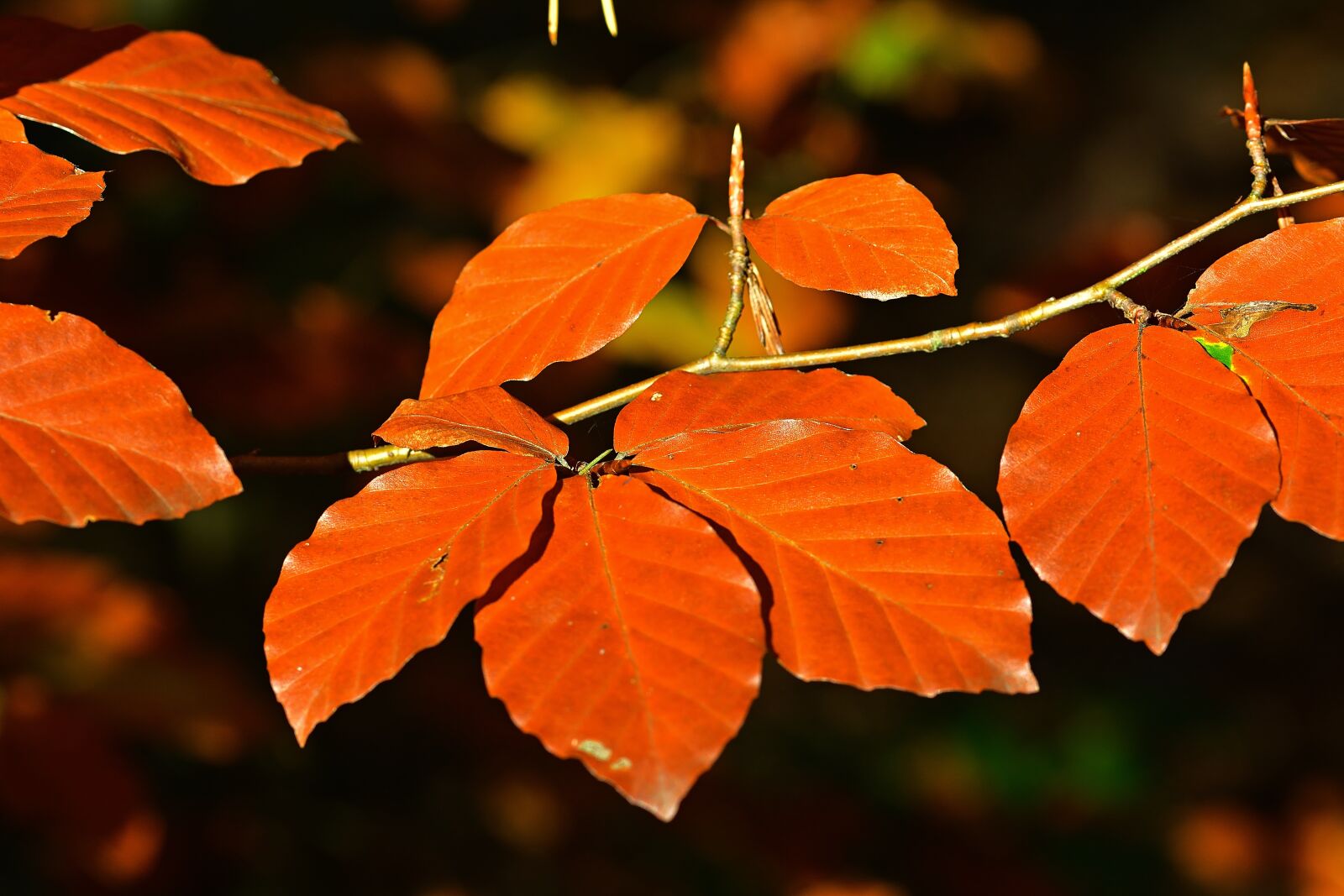Nikon D5200 sample photo. Forest, leaves, autumn photography