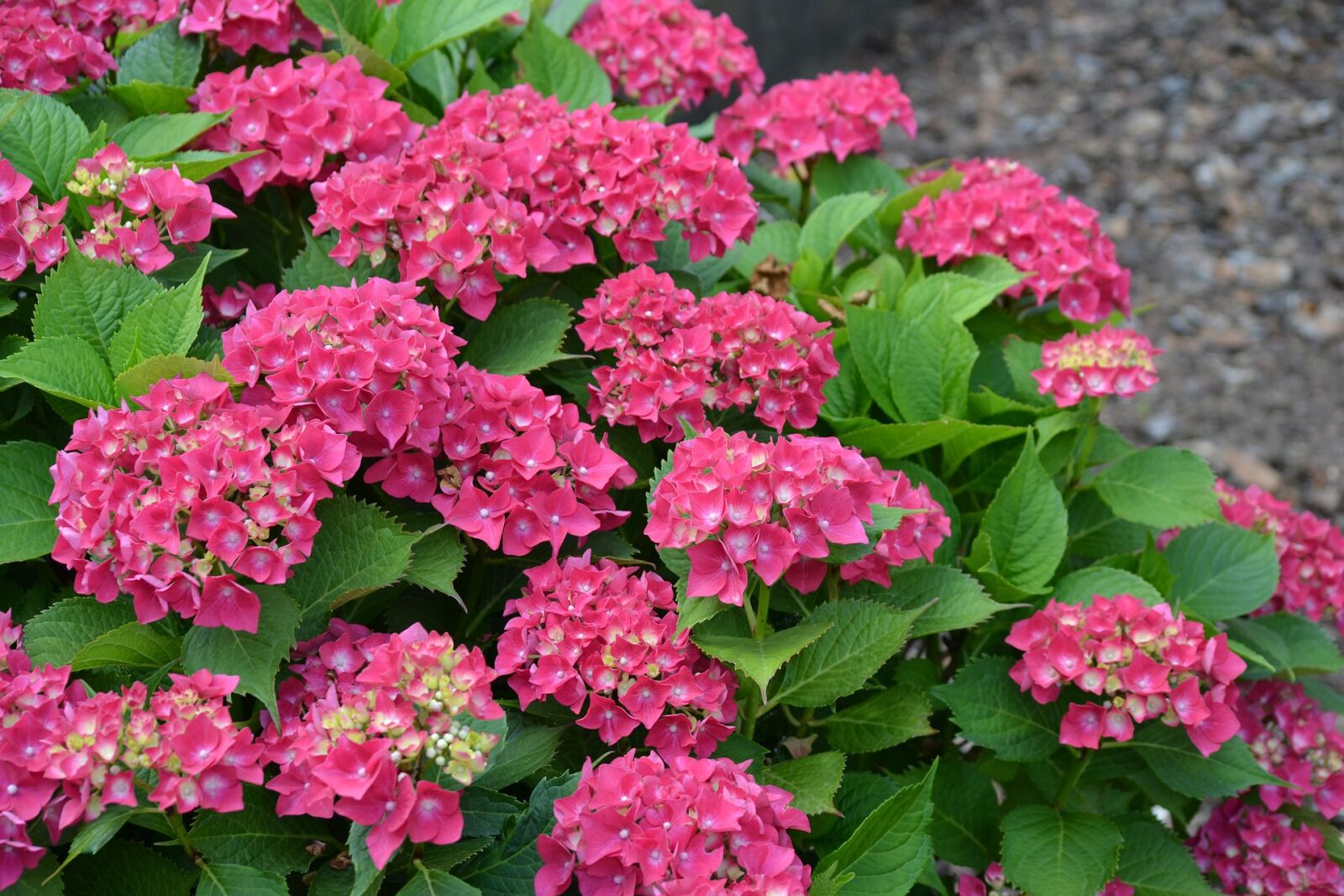 Nikon D3100 sample photo. Bush, flower, garden, flowering photography