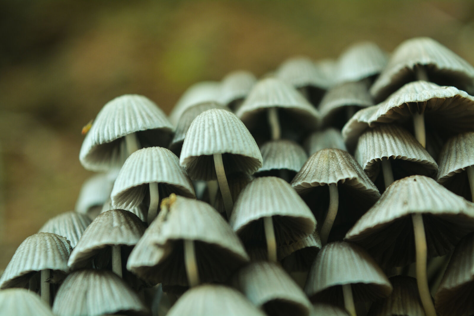 Nikon D5200 sample photo. Dark, green, green, mushroom photography
