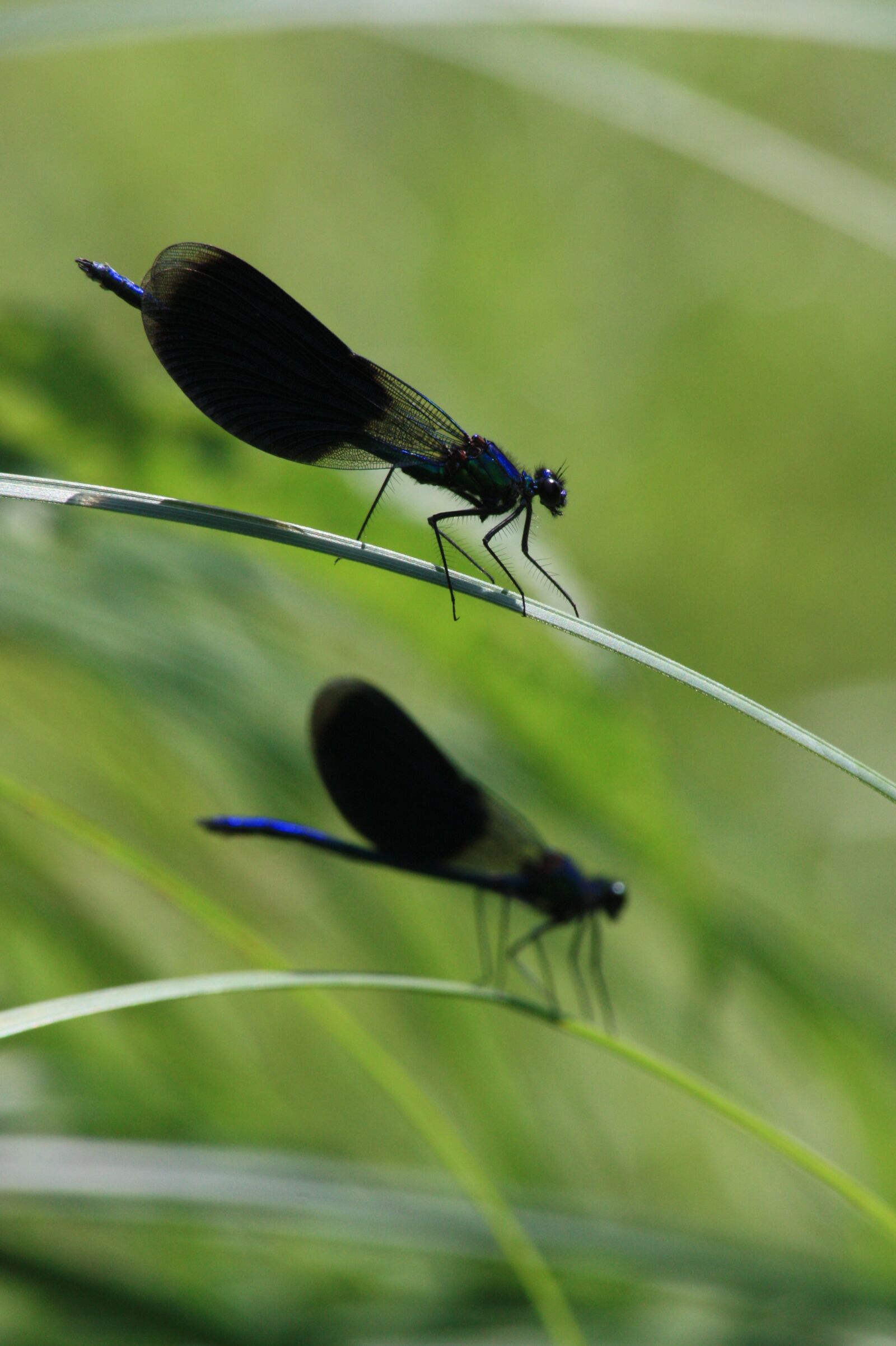 Canon EOS 450D (EOS Rebel XSi / EOS Kiss X2) sample photo. Dragonflies, grass, summer photography