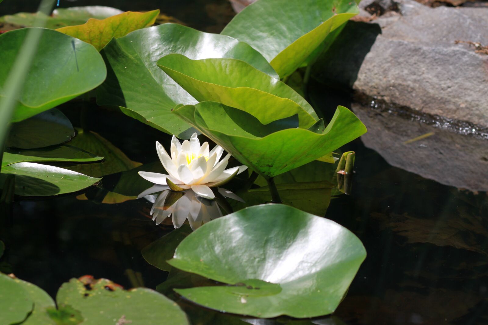 Canon EOS 500D (EOS Rebel T1i / EOS Kiss X3) sample photo. Flowers, plants, lily photography