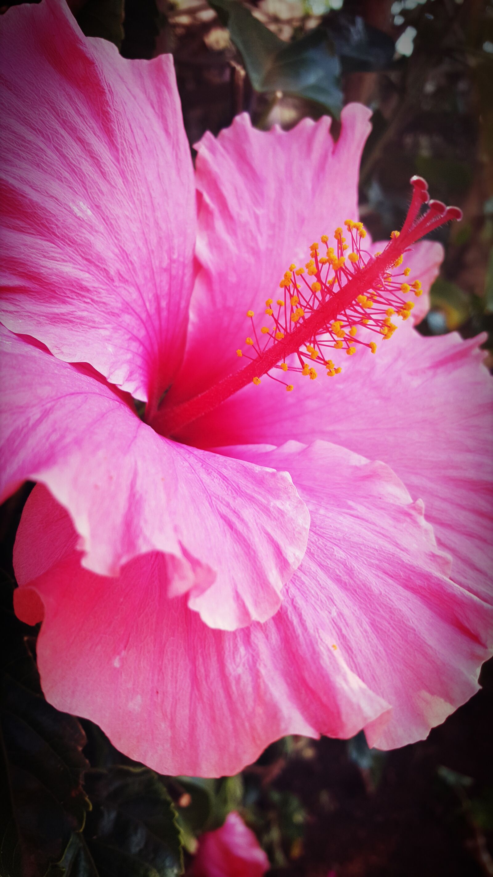 Samsung GALAXY S6 edge sample photo. Hibiscus, flower, pink photography