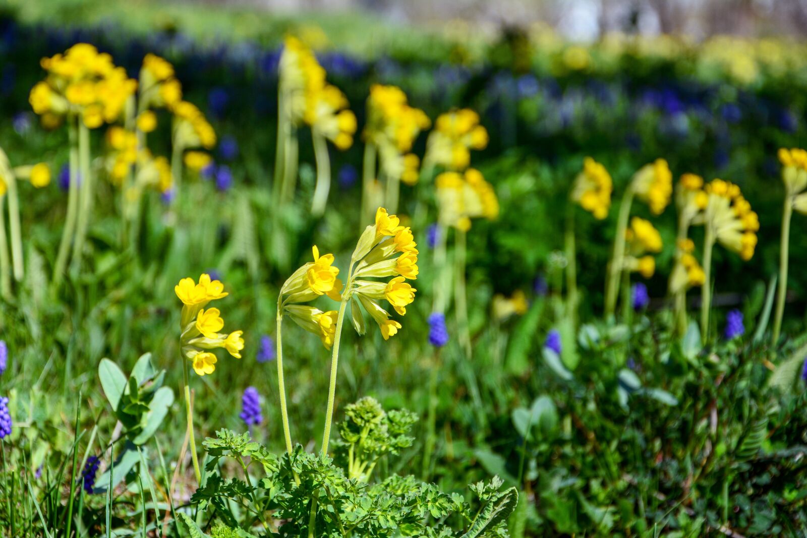 Nikon D7100 sample photo. Nature, flower, chan photography