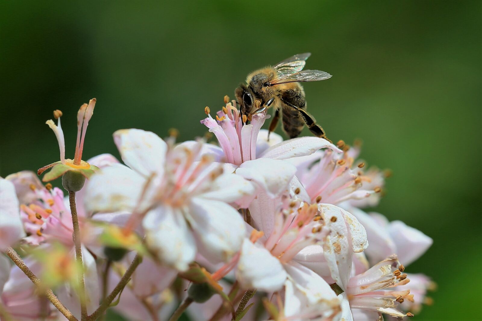 Canon EOS 6D sample photo. Bug, flower, bee photography