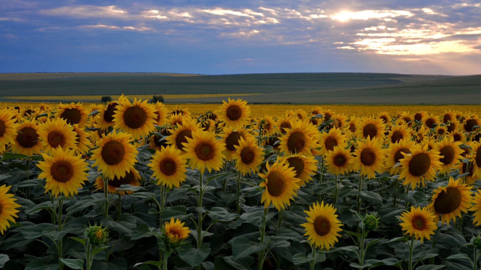 Nikon D3200 sample photo. Sunflower, sunset, flowers photography