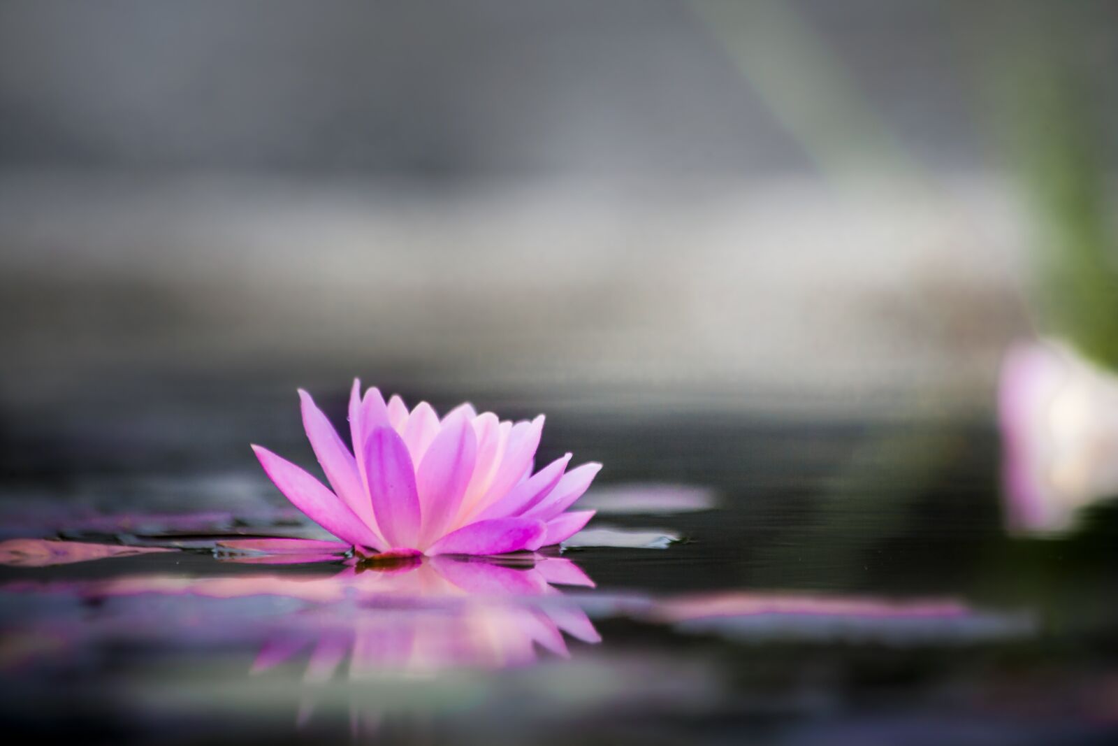 Canon EOS-1Ds Mark II sample photo. Water lily, water, fog photography