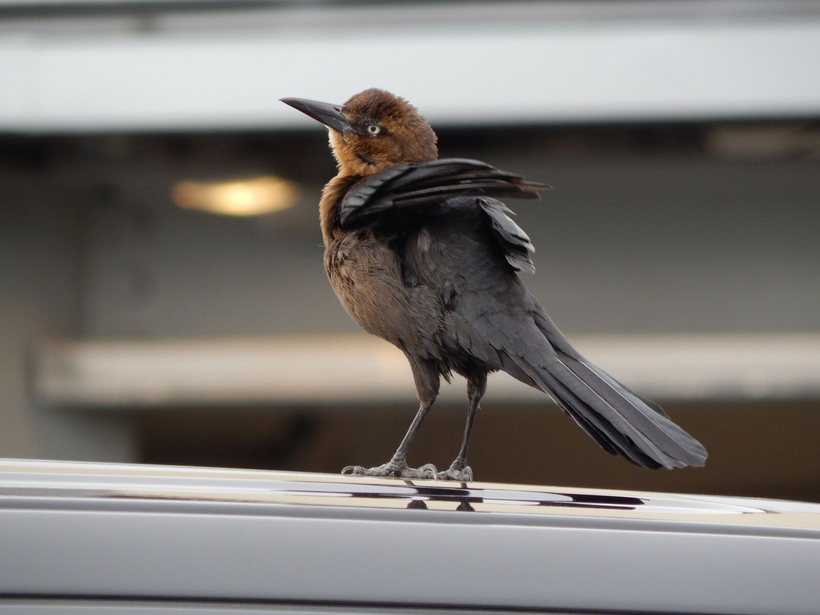 Nikon Coolpix L820 sample photo. Bird, car, city photography
