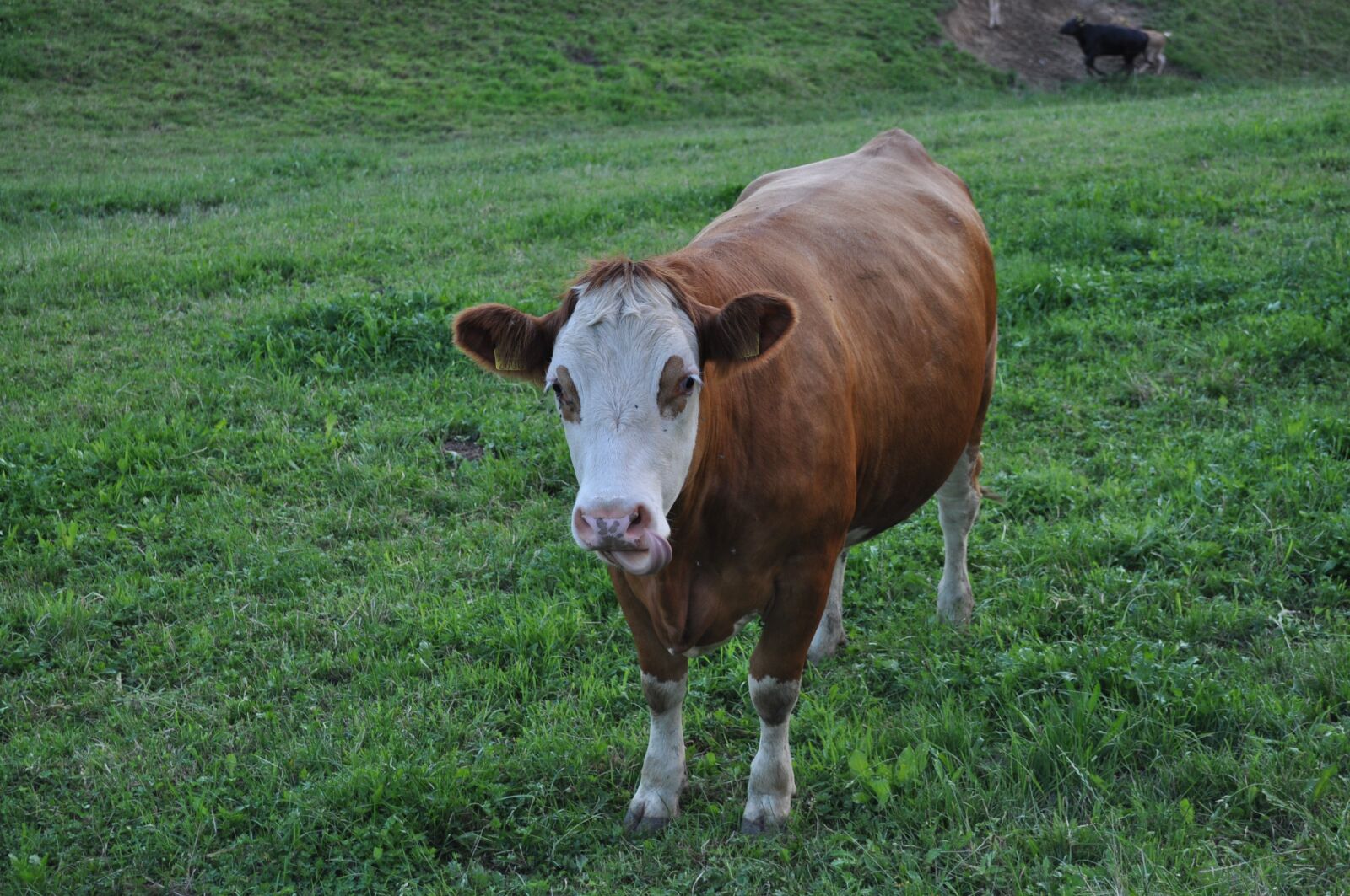 Nikon D5000 sample photo. Cow, beef, pasture photography