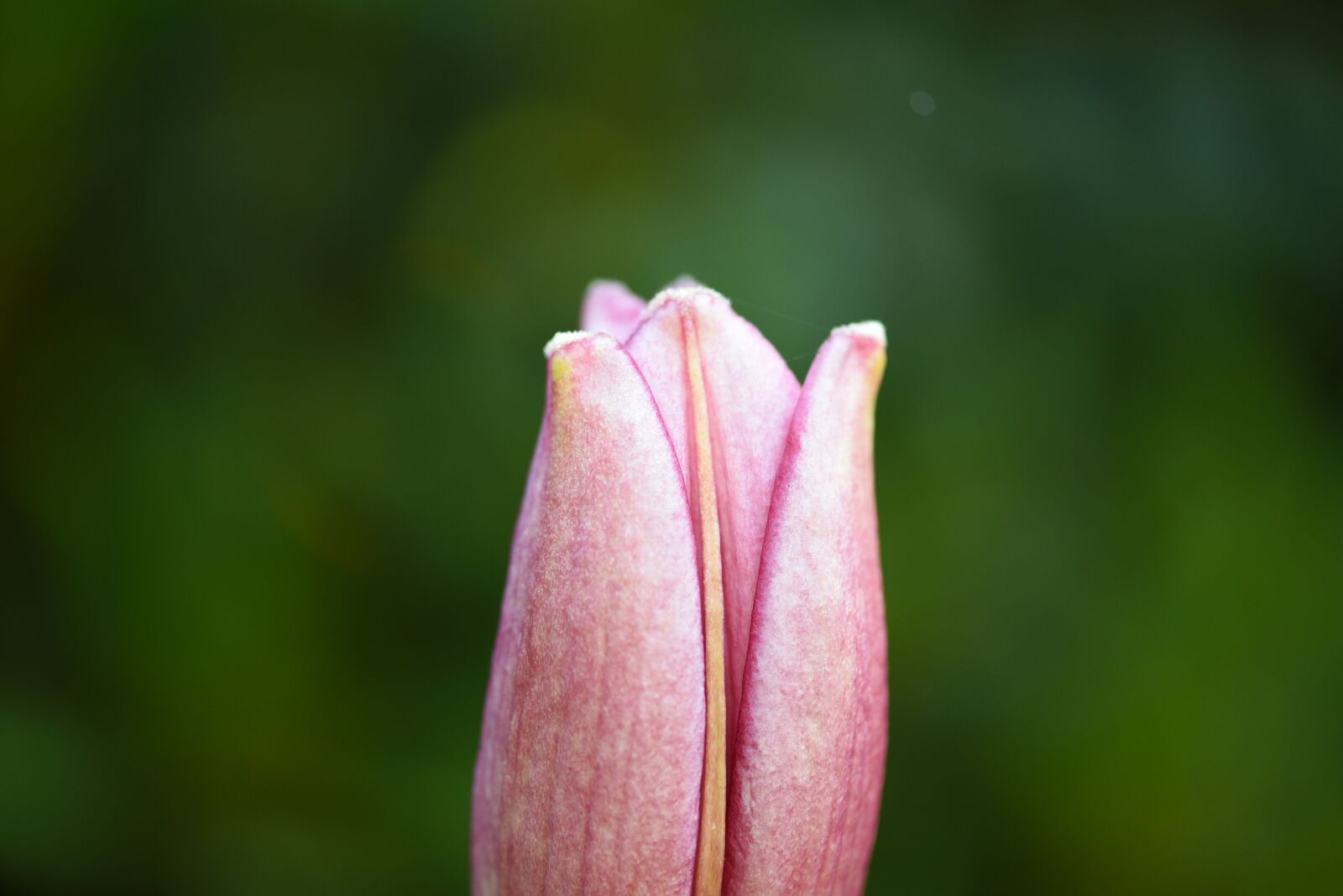 Nikon D750 sample photo. Lily, bud, pink photography