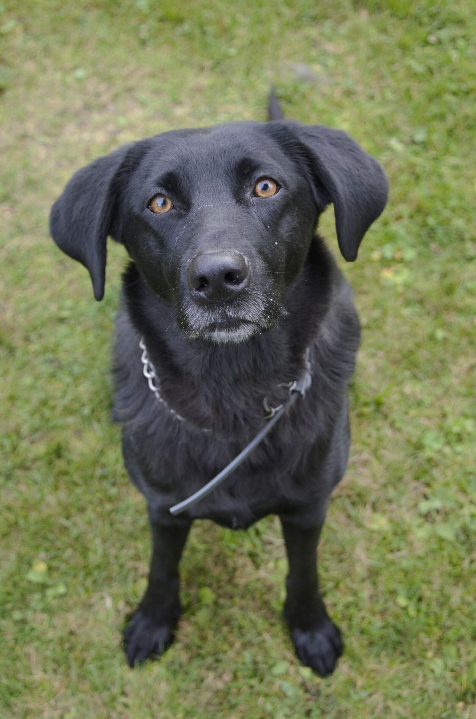 Nikon D7000 sample photo. Black dog, animal, a photography