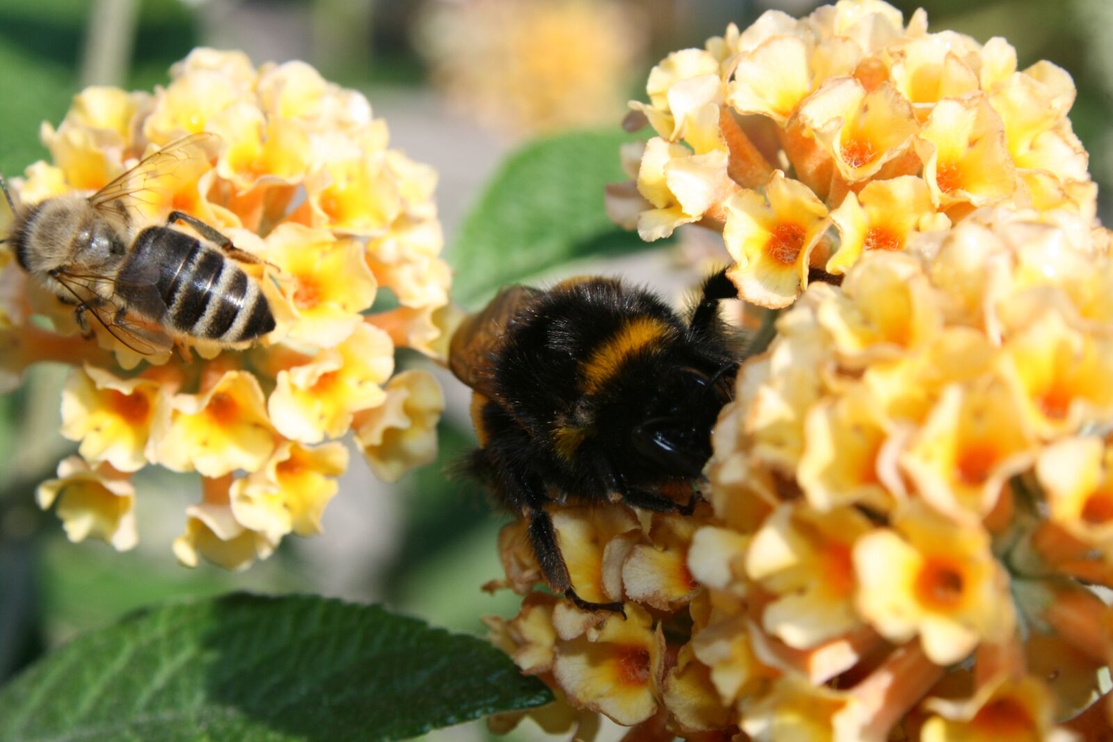 Canon EOS 400D (EOS Digital Rebel XTi / EOS Kiss Digital X) sample photo. Hummel, bee, insect photography