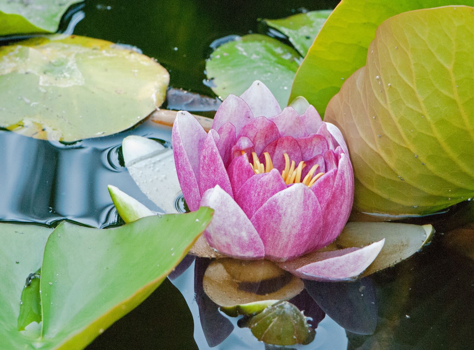 Nikon D80 sample photo. Water lily, pond, biotope photography